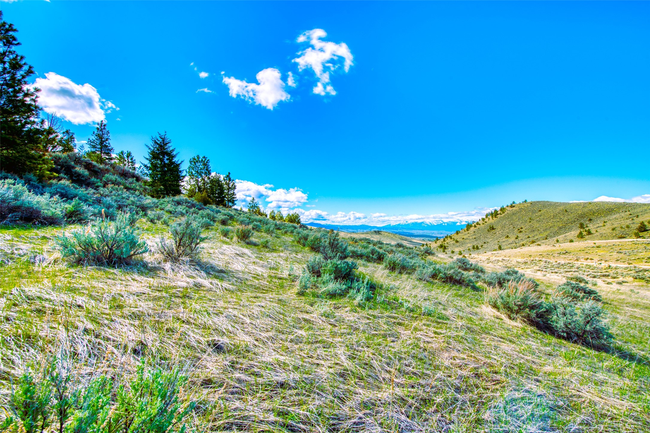 2136 Blue Sage Trail Property Photo 8