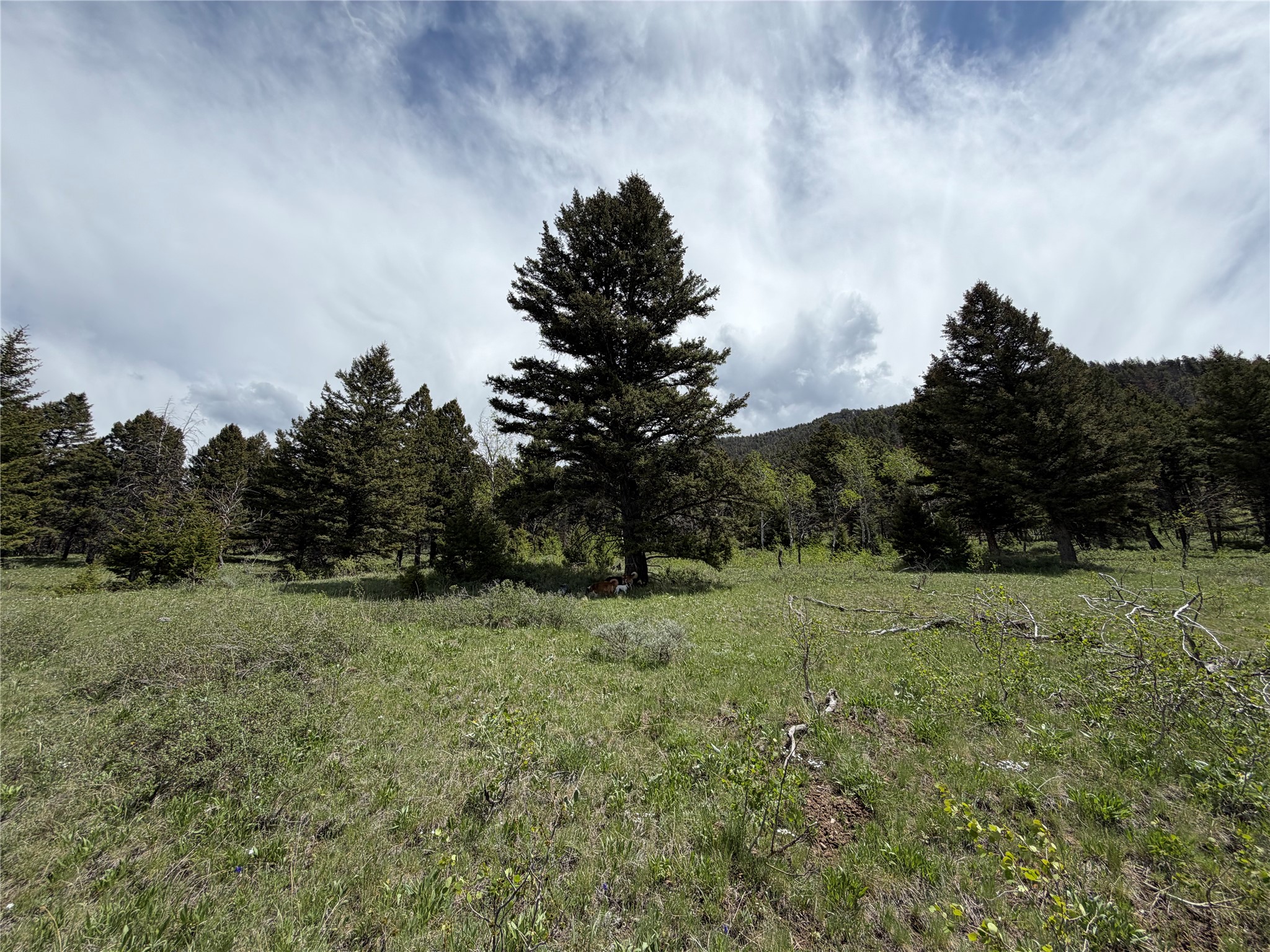 Lot 2 & 4a Continental Divide Road Property Photo 14