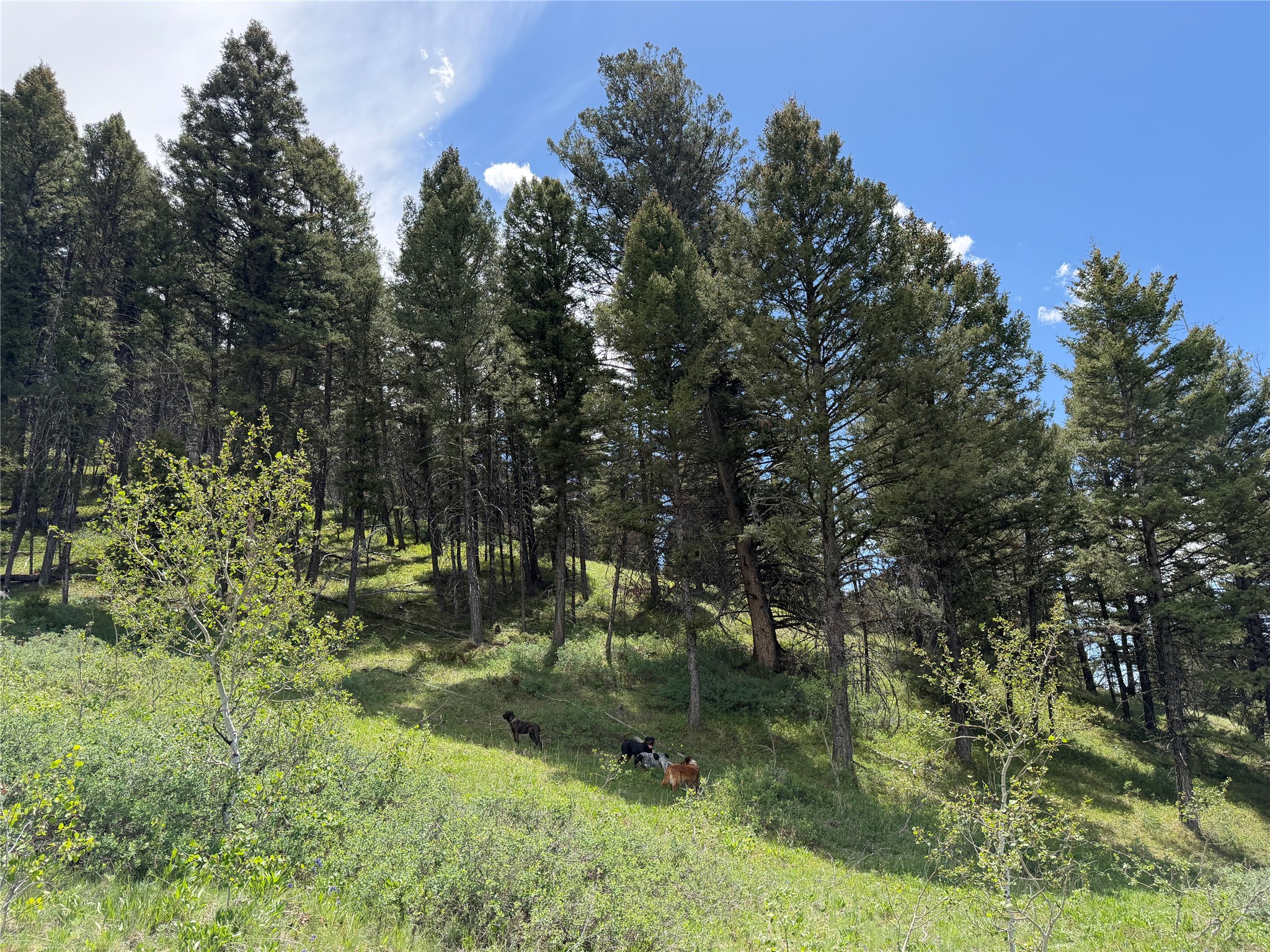 Lot 2 & 4a Continental Divide Road Property Photo 16