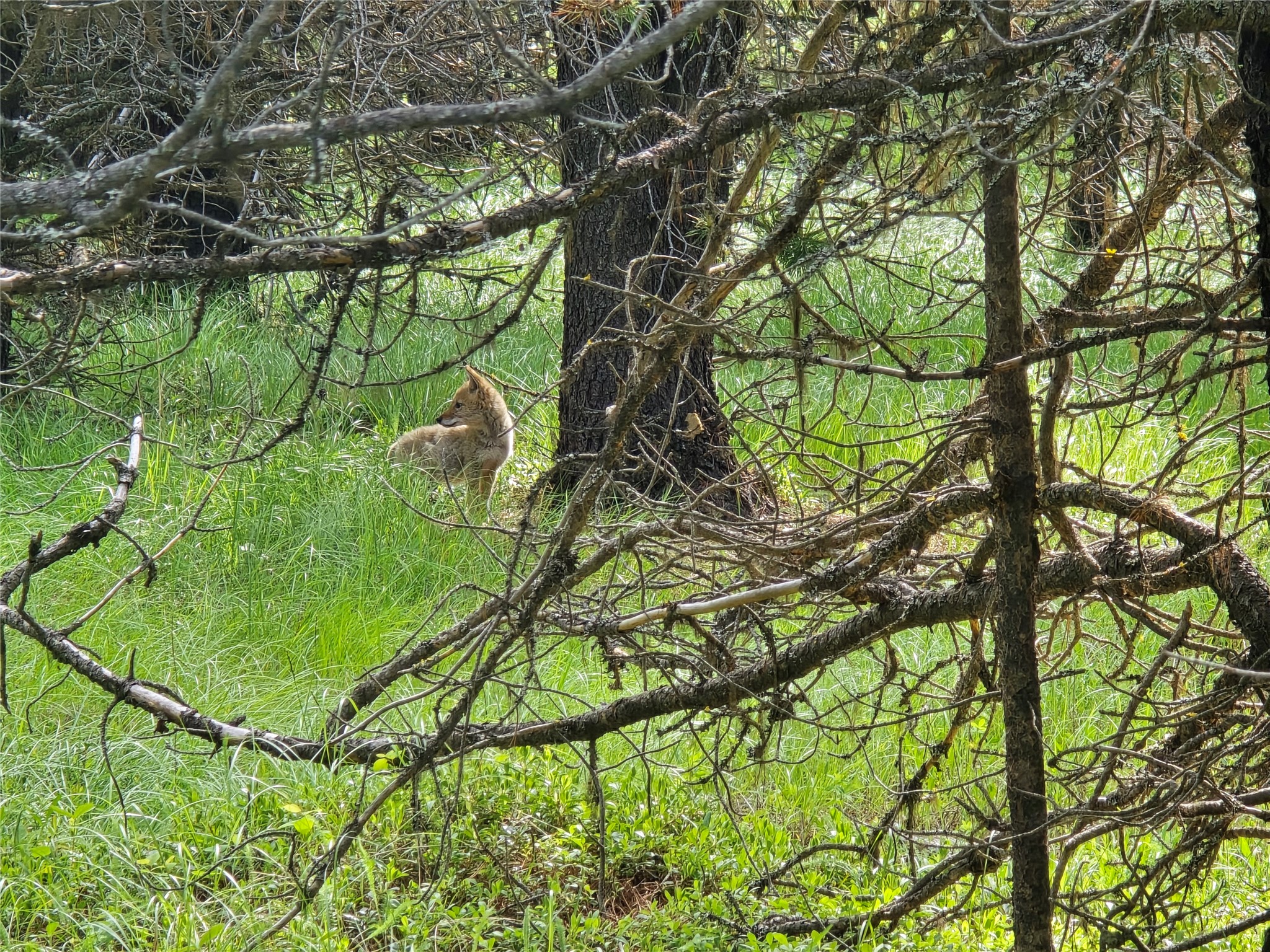 Tbd Yaak River Road Property Photo 3