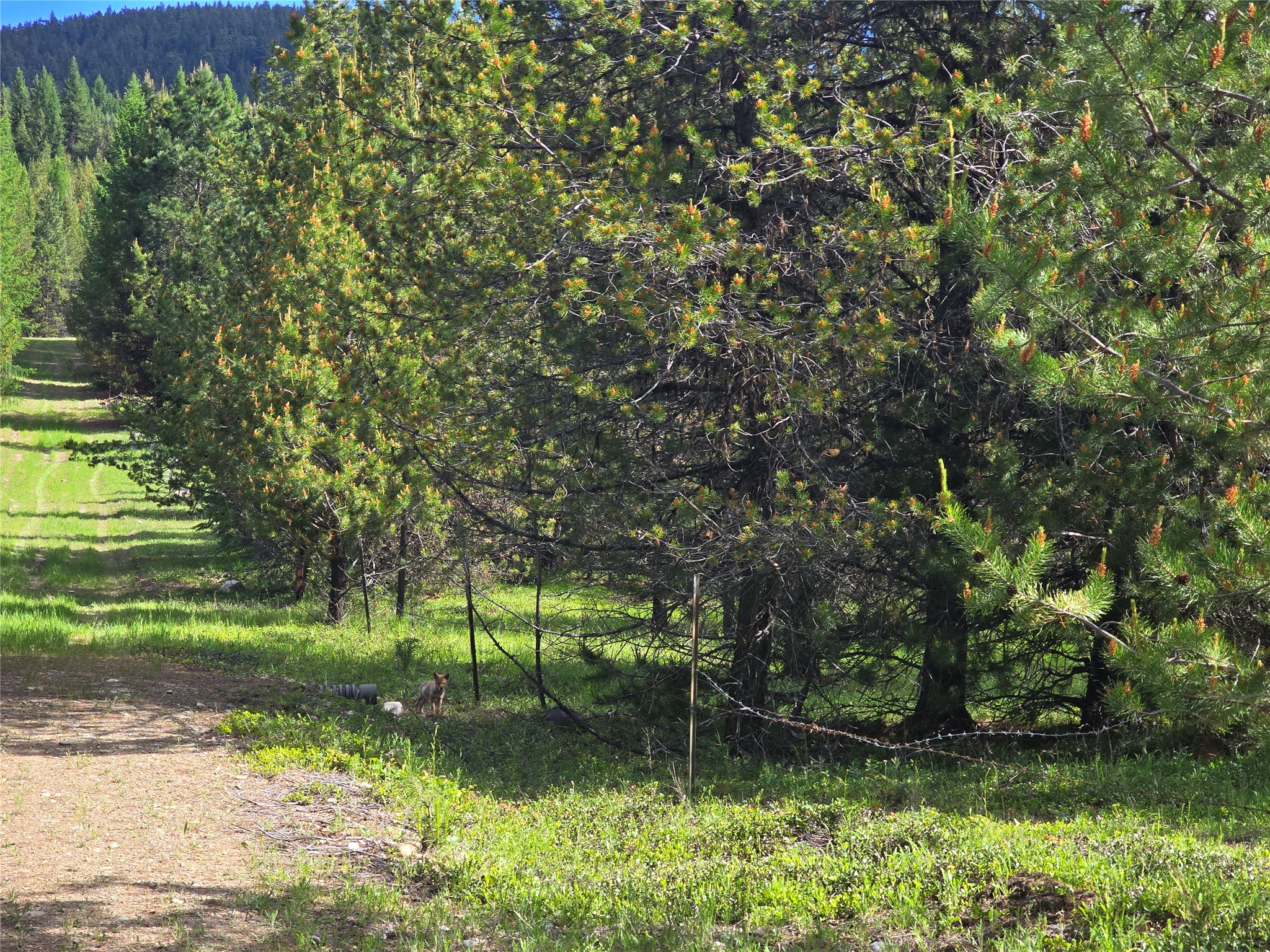Tbd Yaak River Road Property Photo 5
