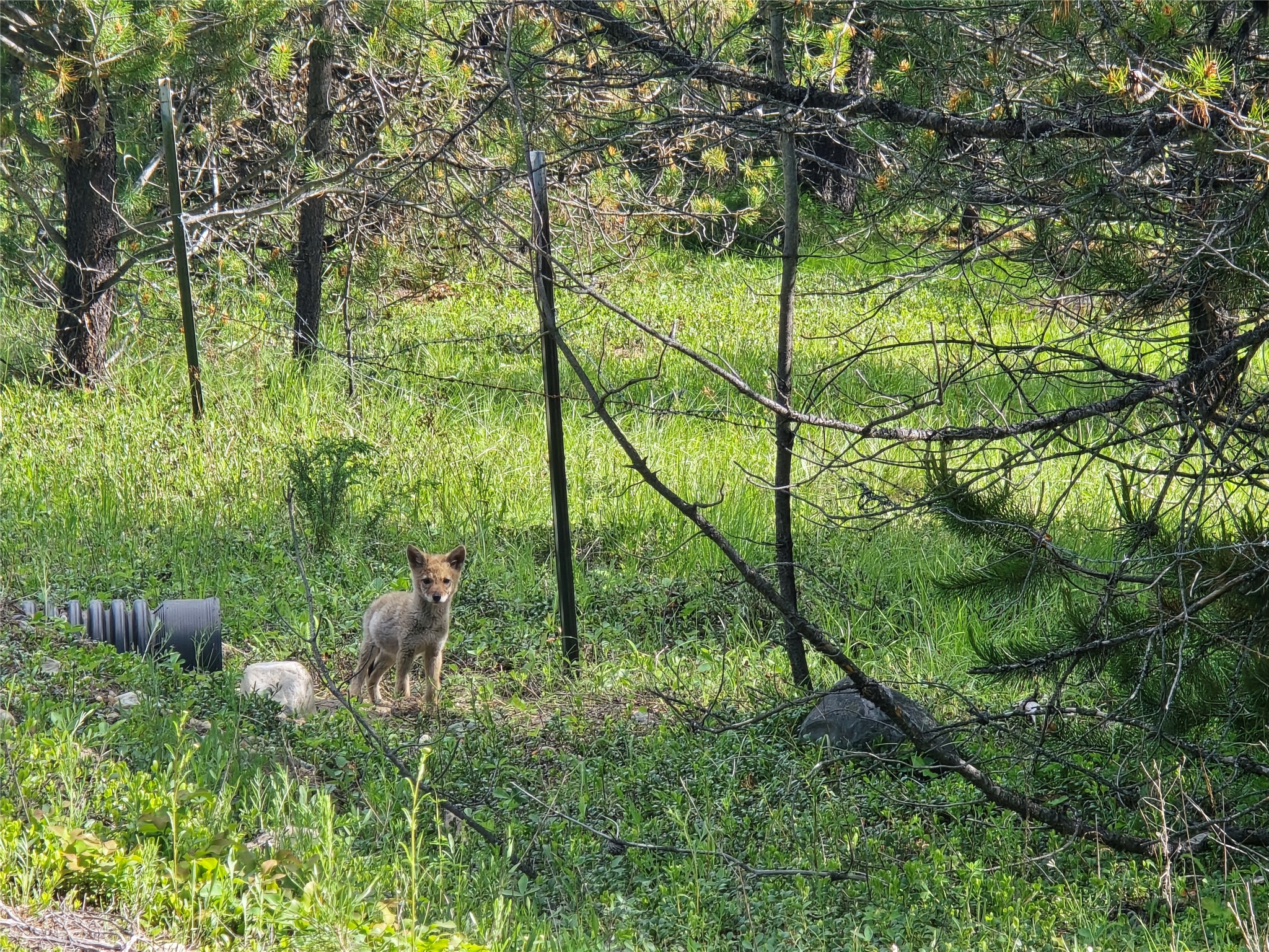 Tbd Yaak River Road Property Photo 25