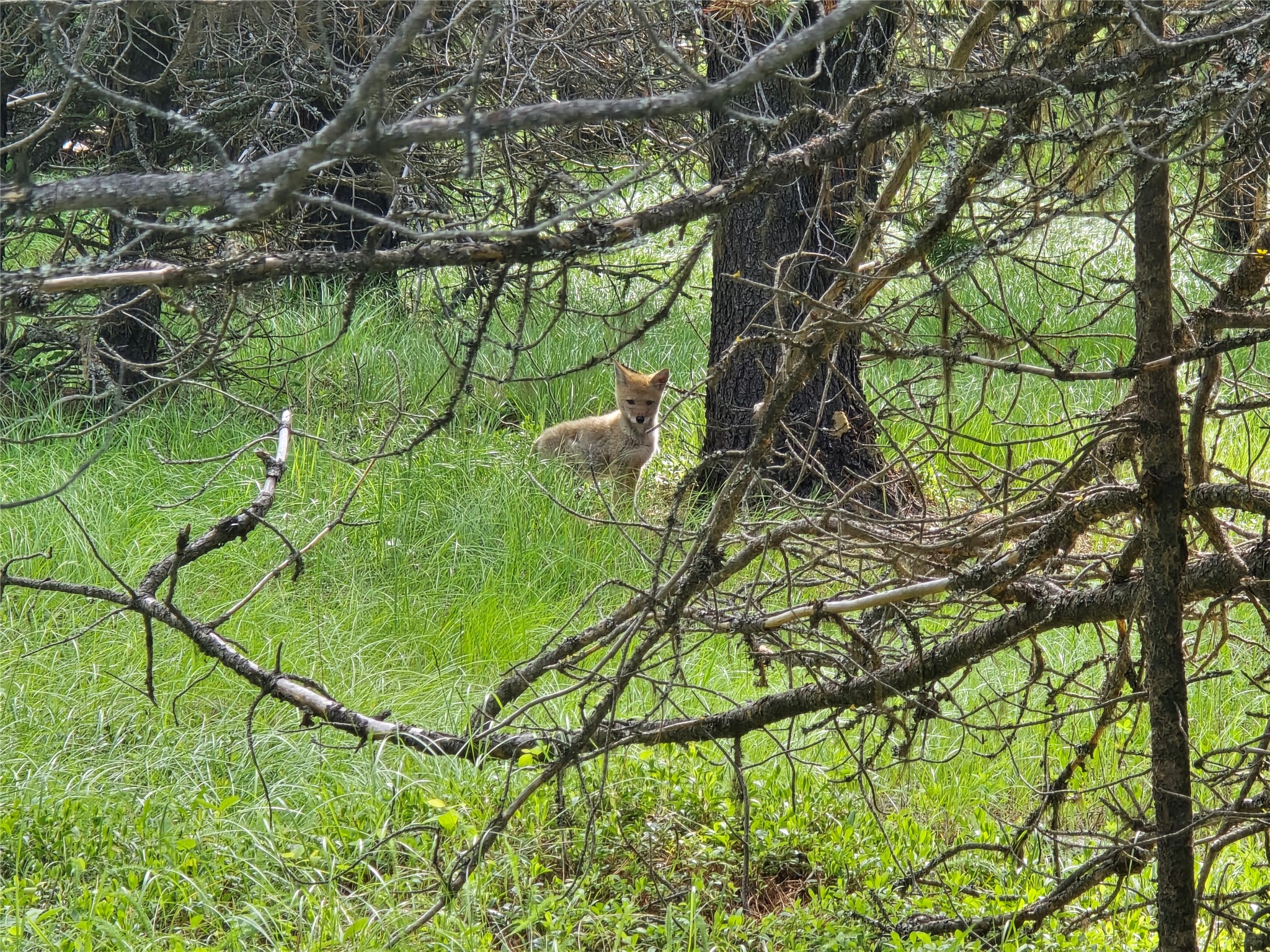 Tbd Yaak River Road Property Photo 26