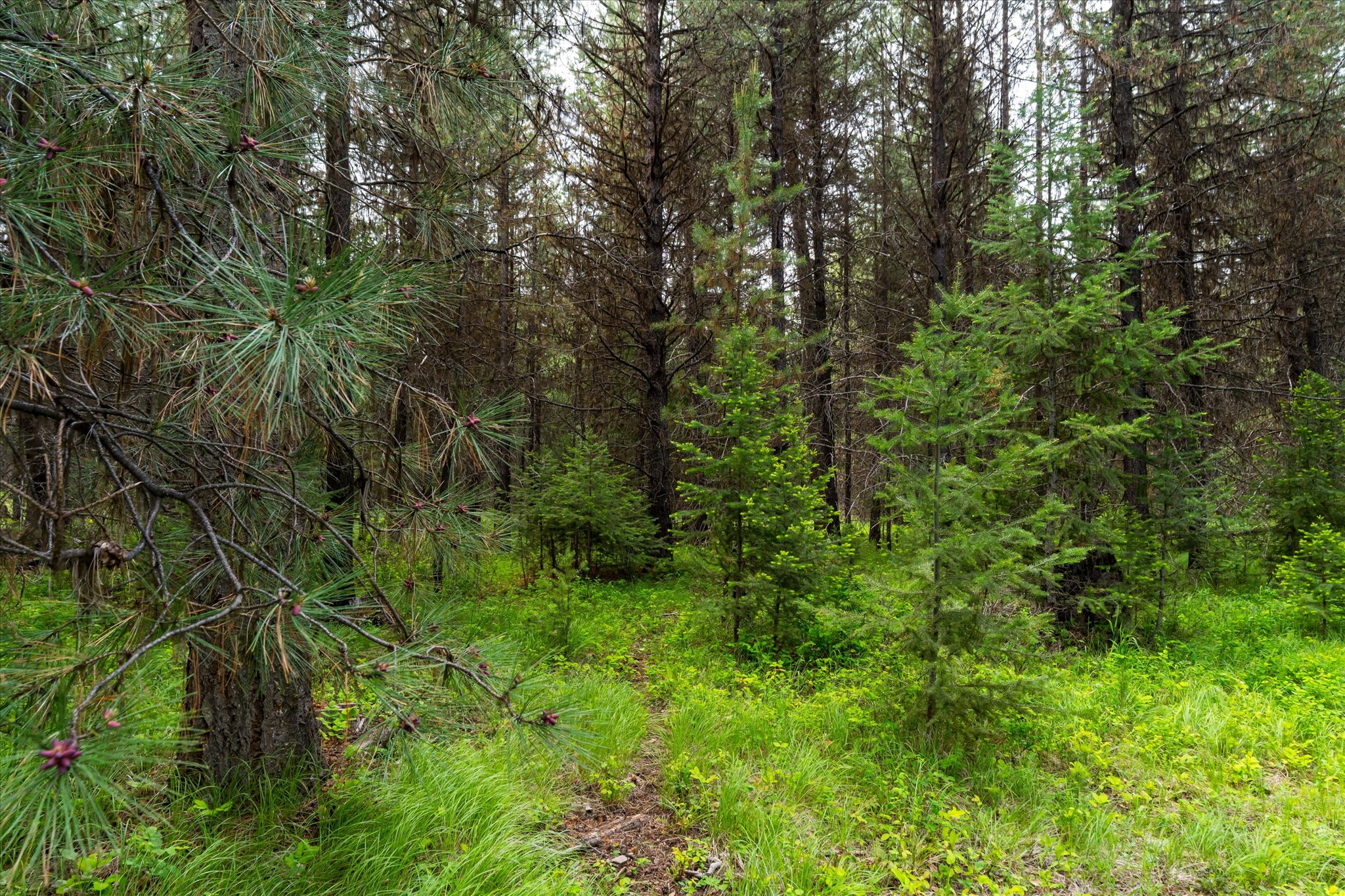 58 Loon Connector Road Property Photo 16