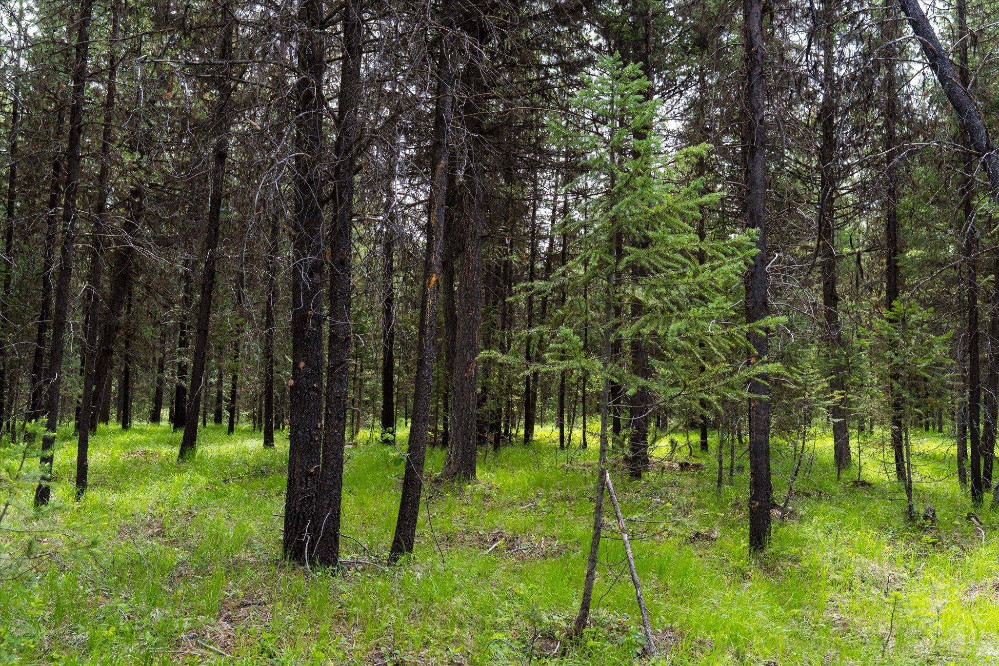 58 Loon Connector Road Property Photo 18