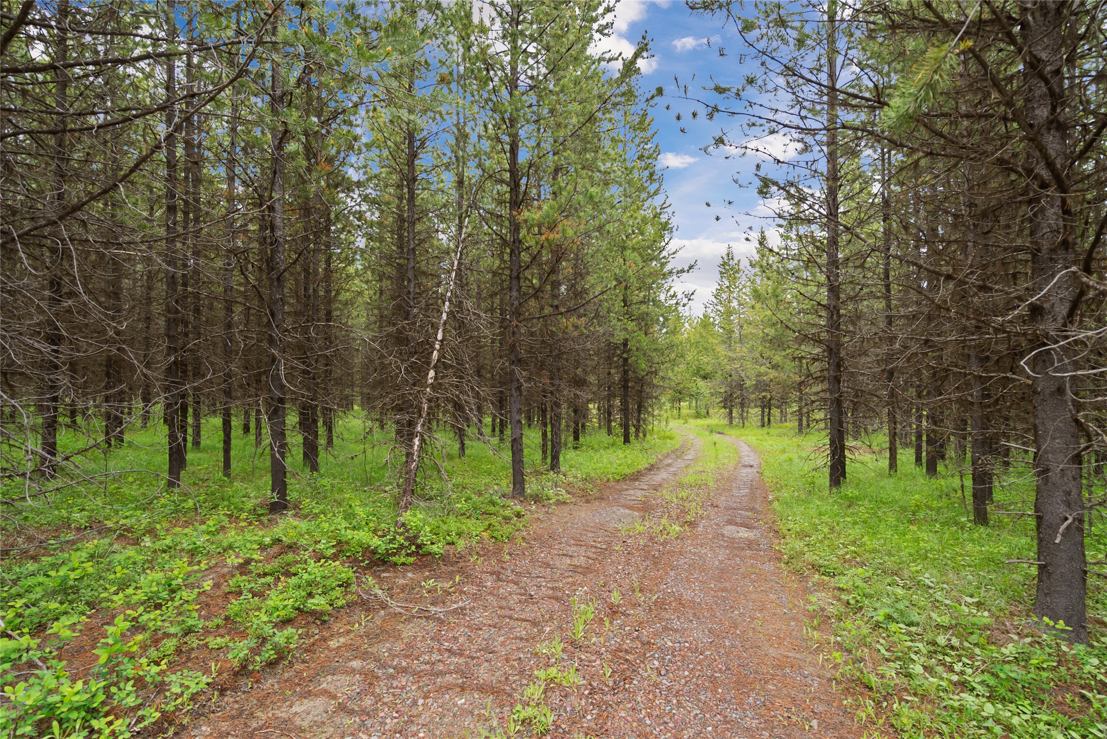 11532 North Fork Road Property Photo 17