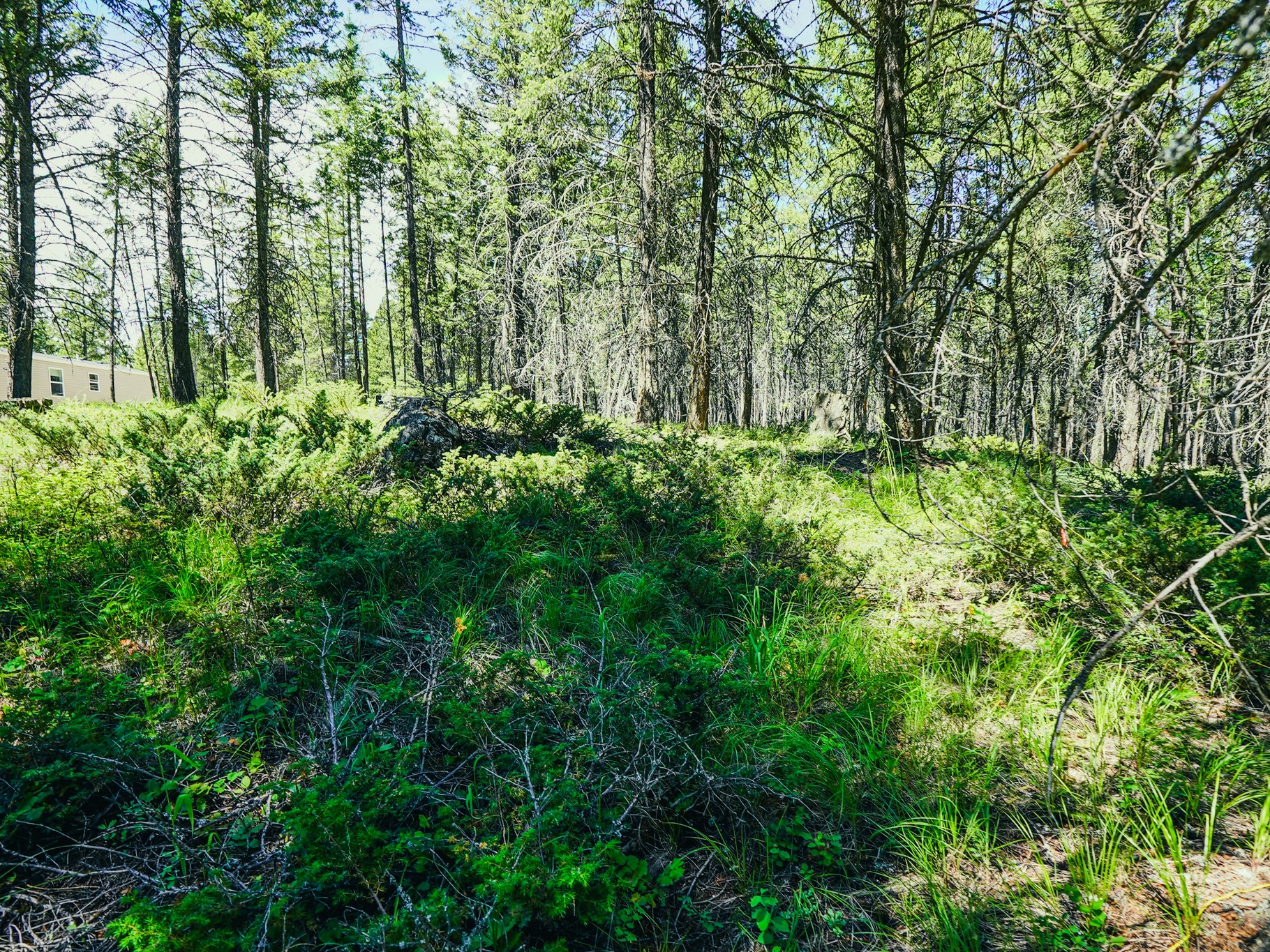 558 Bald Rock Road Property Photo 70