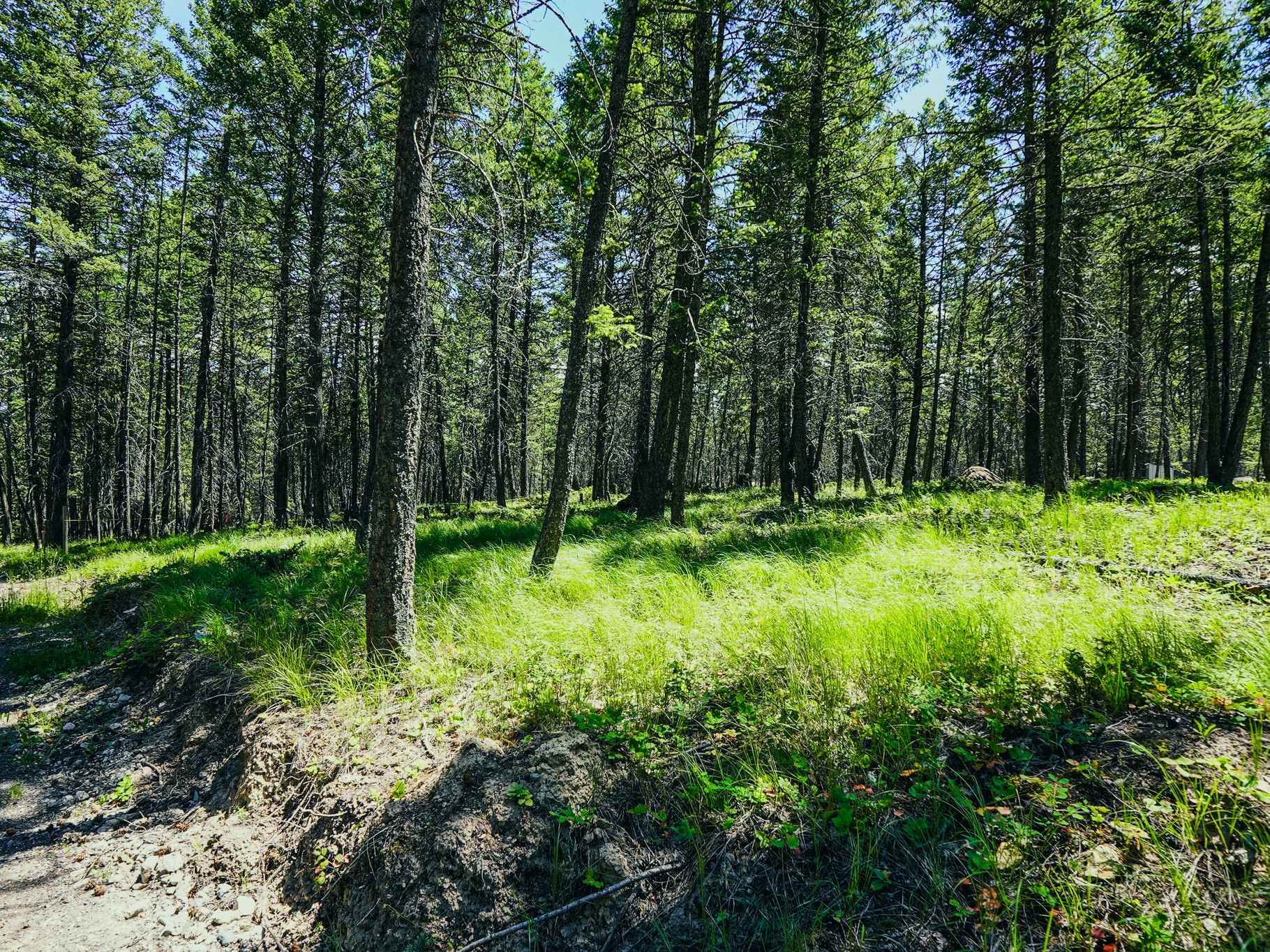 558 Bald Rock Road Property Photo 77