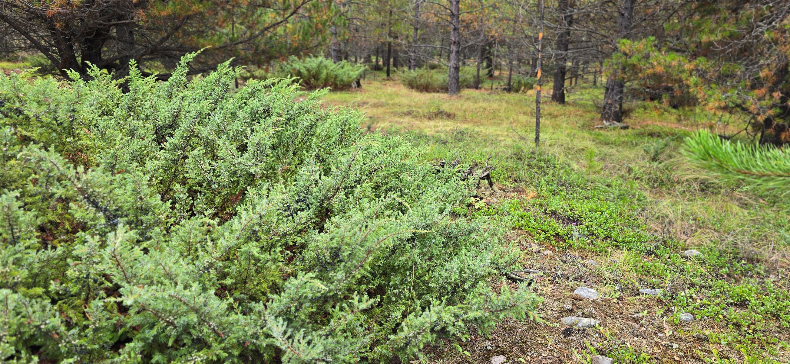 28341 Yaak River Road Property Photo 51