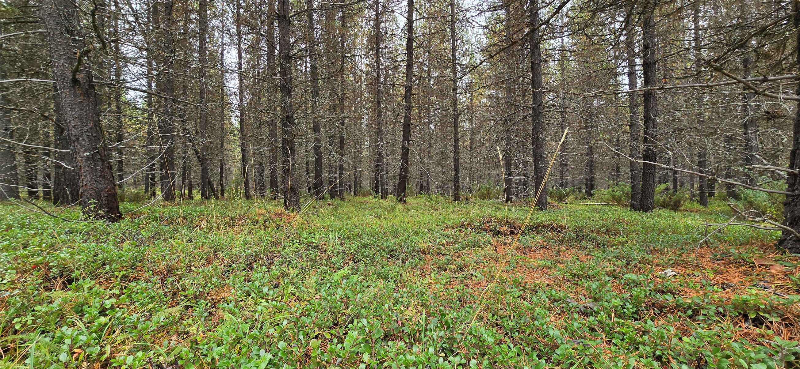 28341 Yaak River Road Property Photo 58