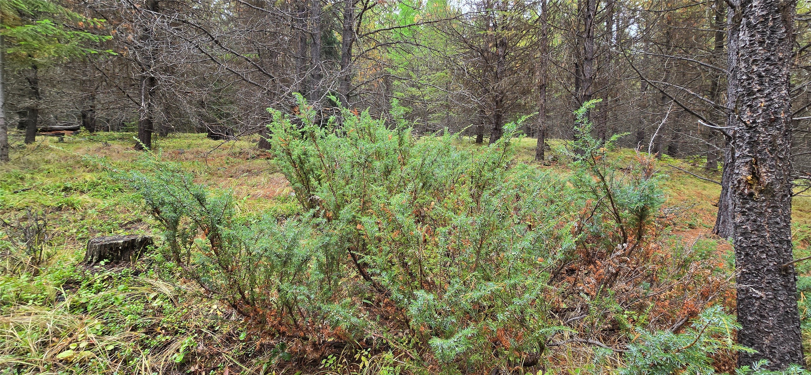 28341 Yaak River Road Property Photo 64