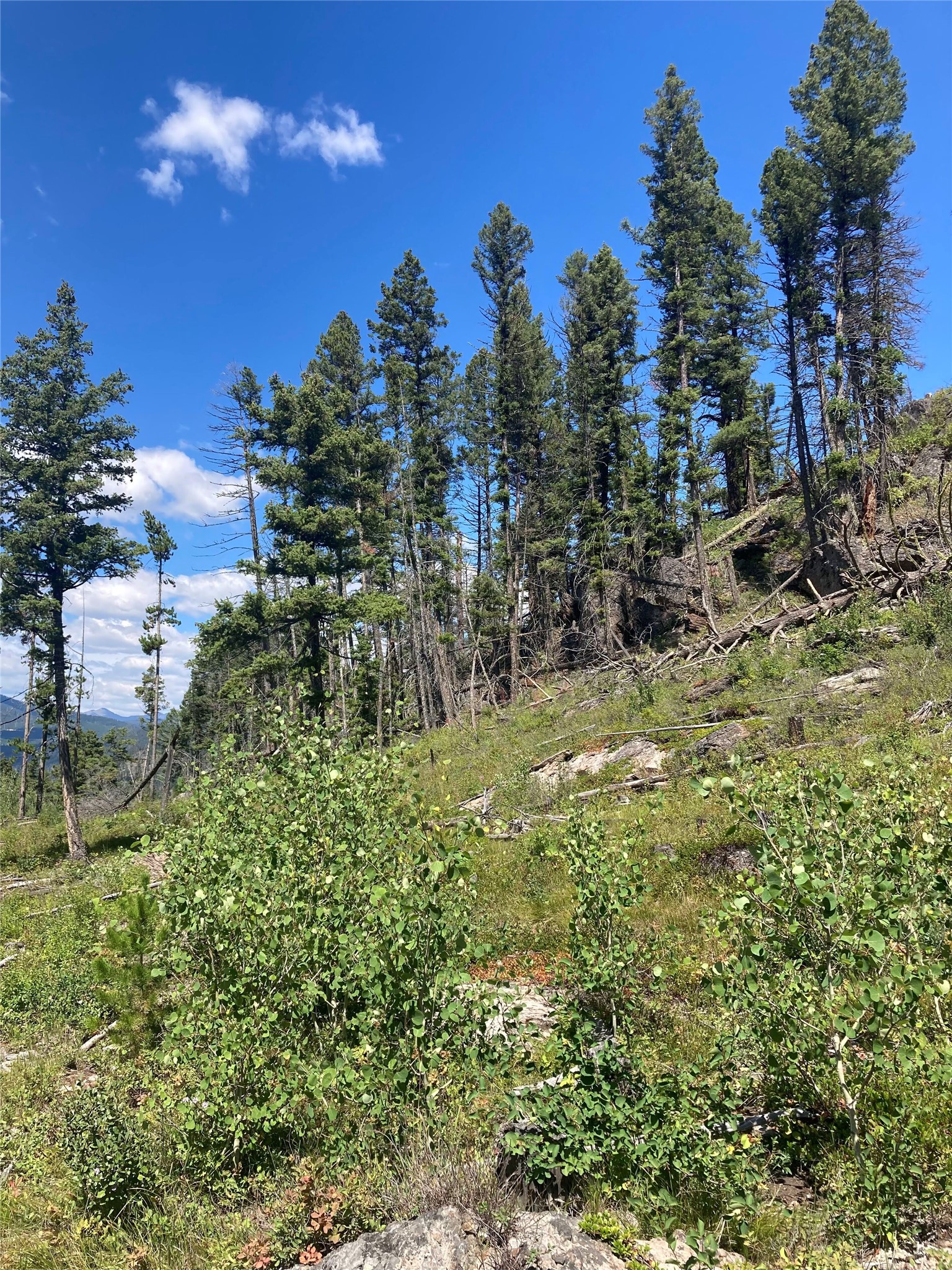 3595 Bear Gulch Road Property Photo 8