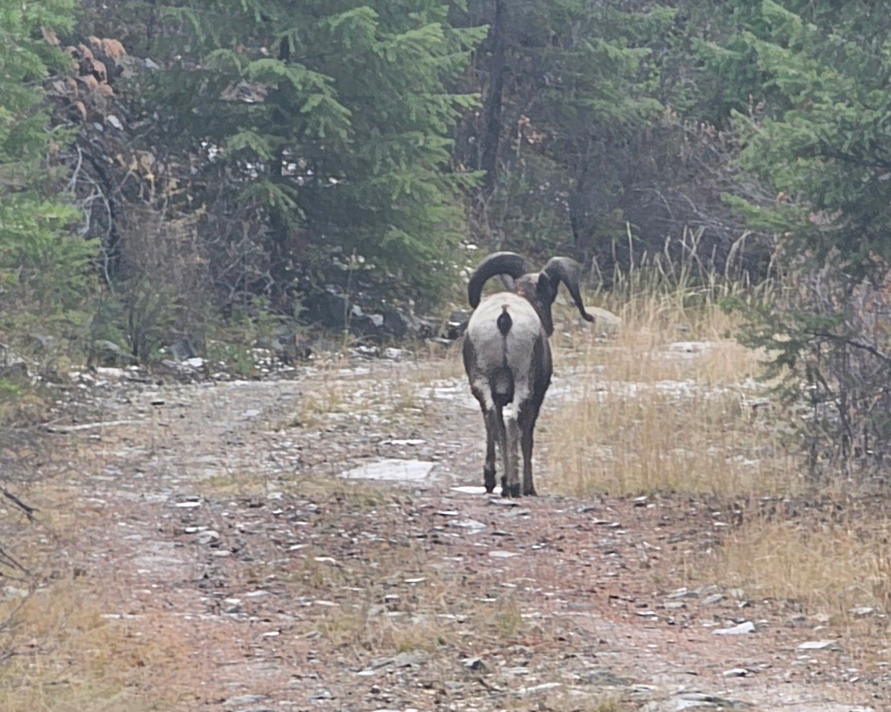 Nhn Bighorn Ranch Property Photo 6