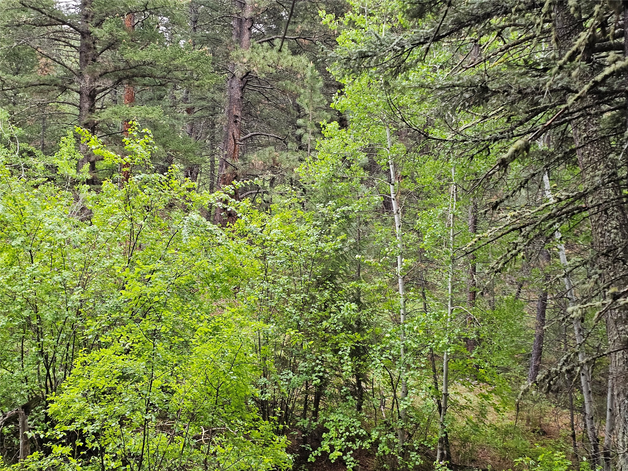 Nhn Upper Sawmill Creek Lane Property Photo 3