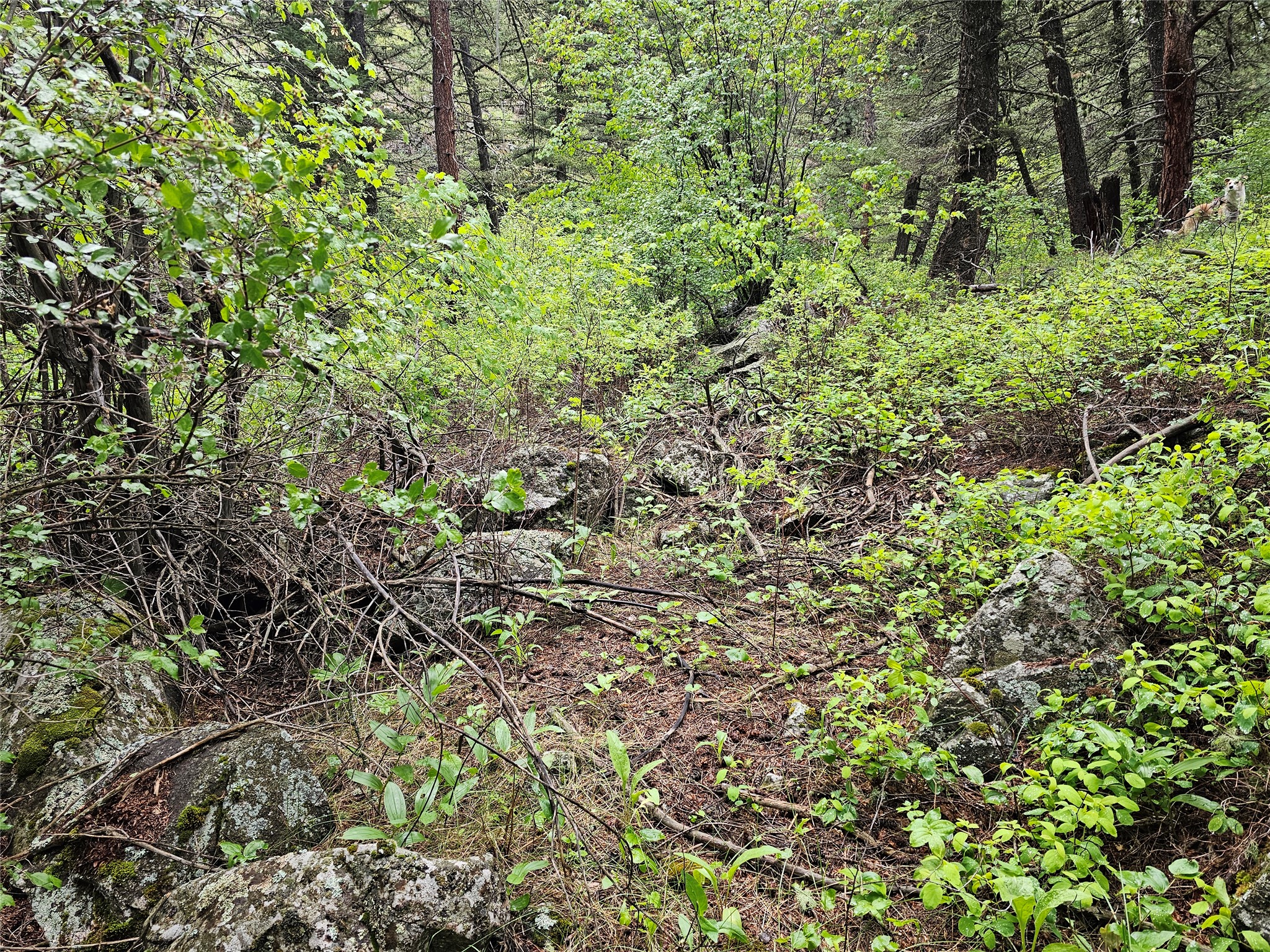 Nhn Upper Sawmill Creek Lane Property Photo 5