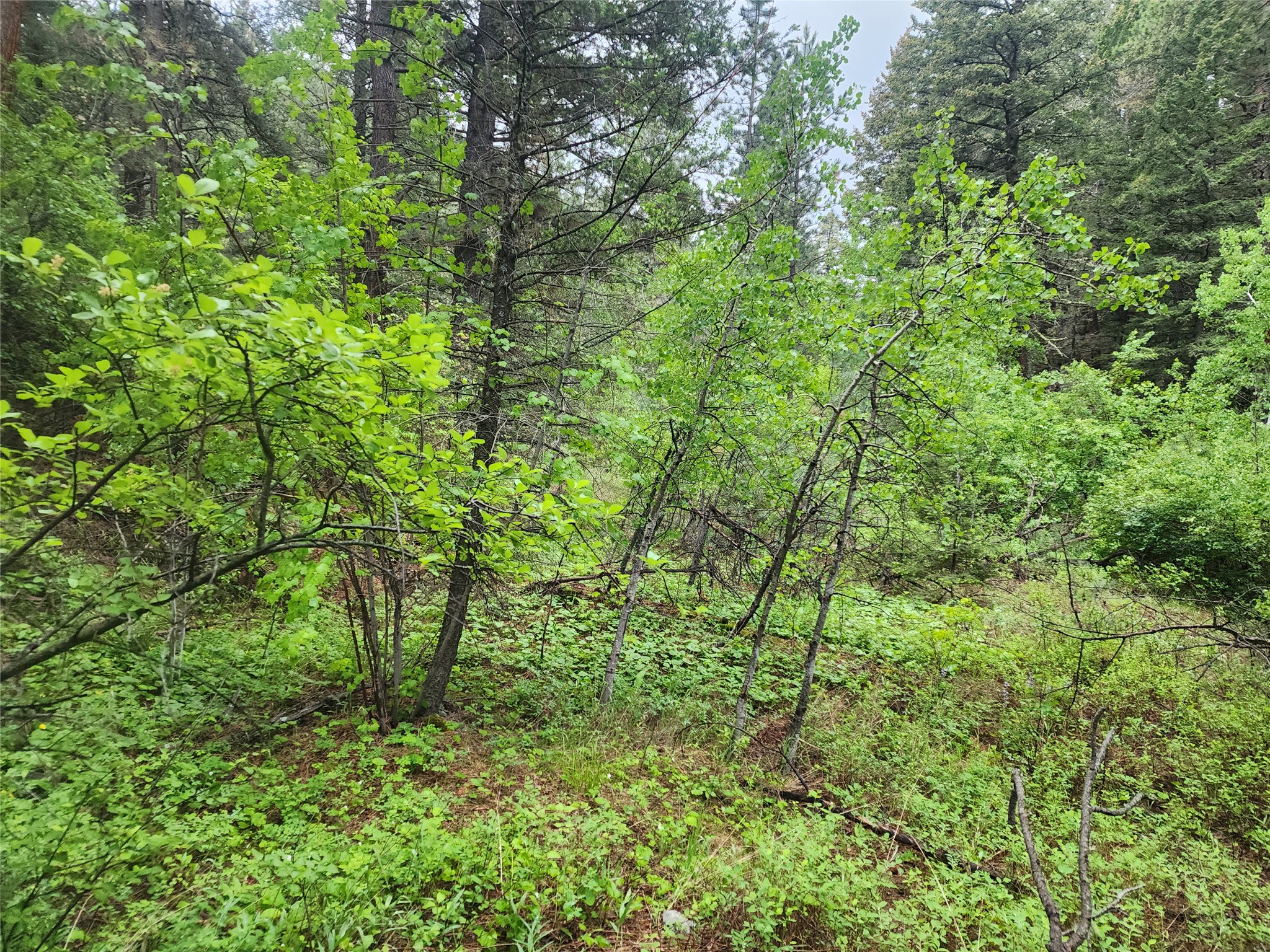 Nhn Upper Sawmill Creek Lane Property Photo 9