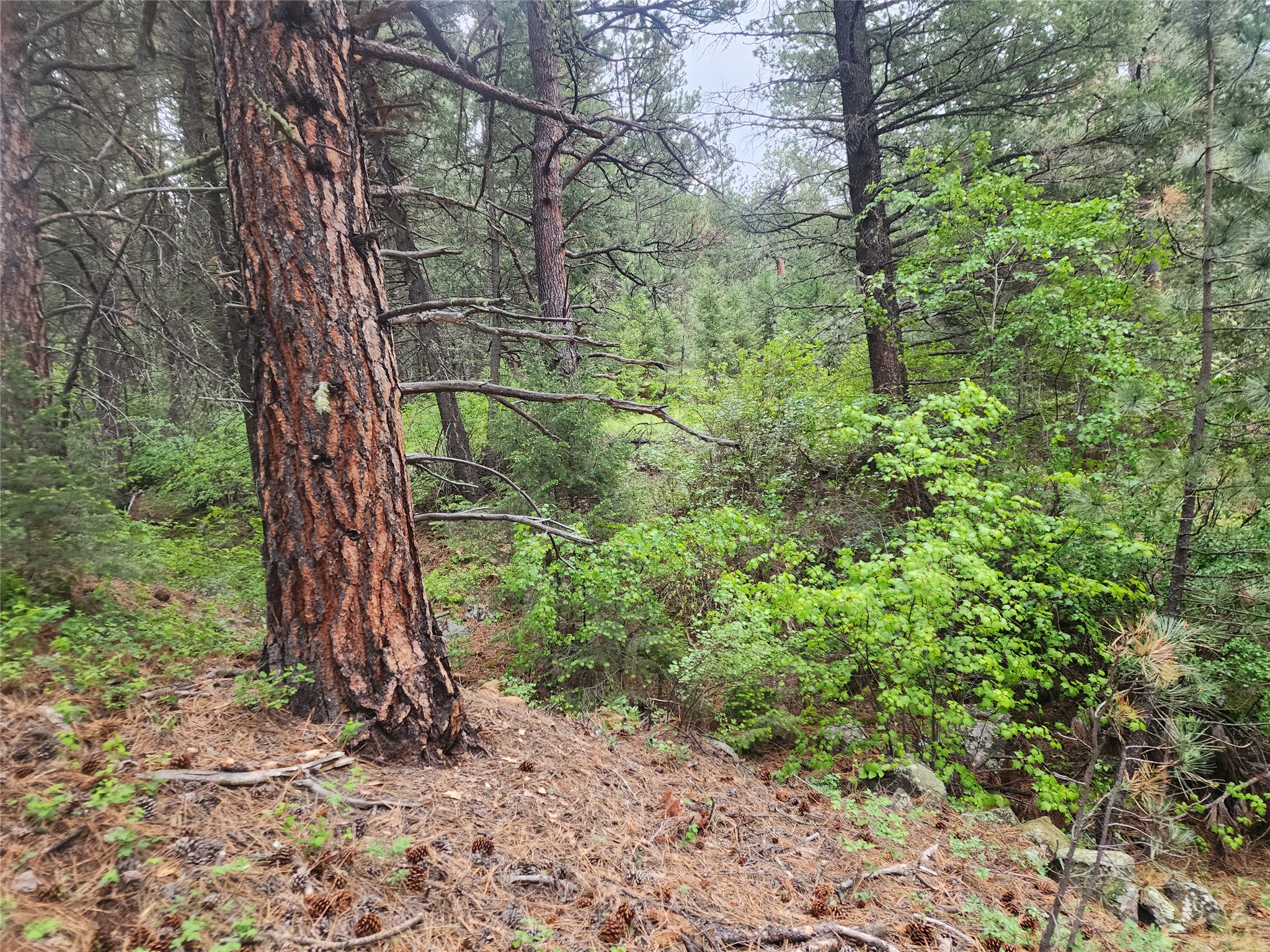 Nhn Upper Sawmill Creek Lane Property Photo 12