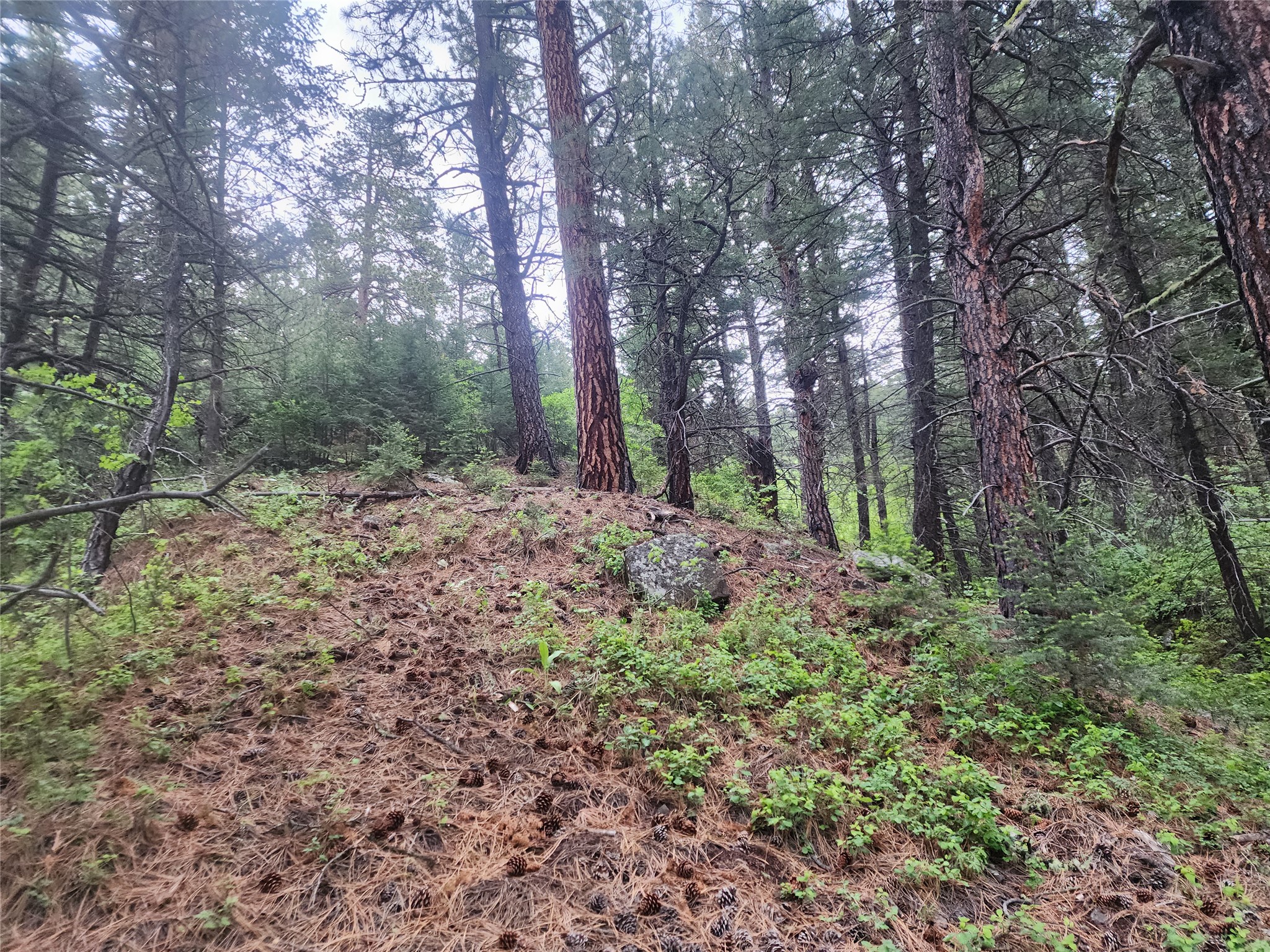 Nhn Upper Sawmill Creek Lane Property Photo 13