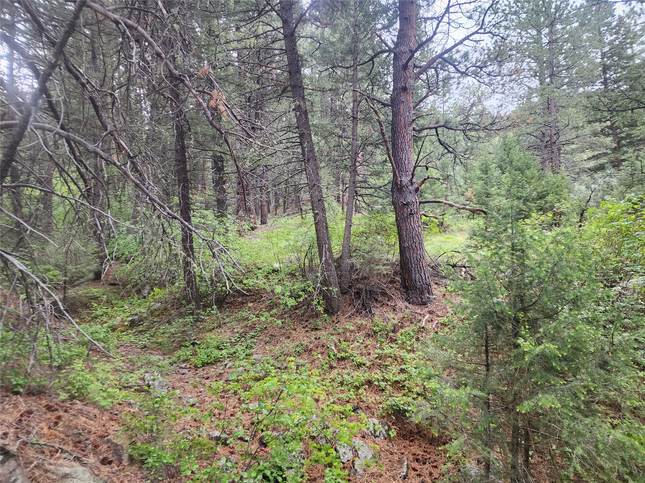Nhn Upper Sawmill Creek Lane Property Photo 14