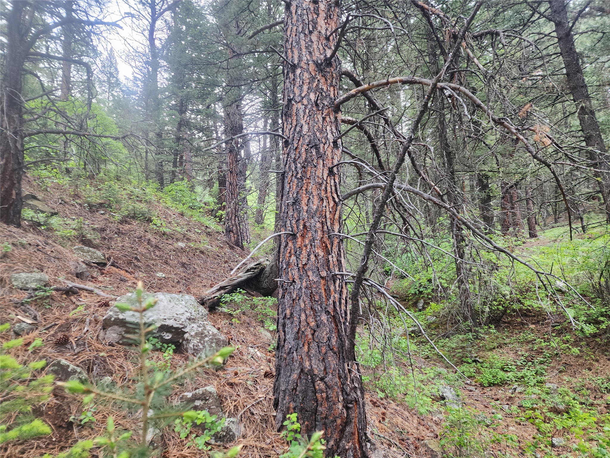 Nhn Upper Sawmill Creek Lane Property Photo 15