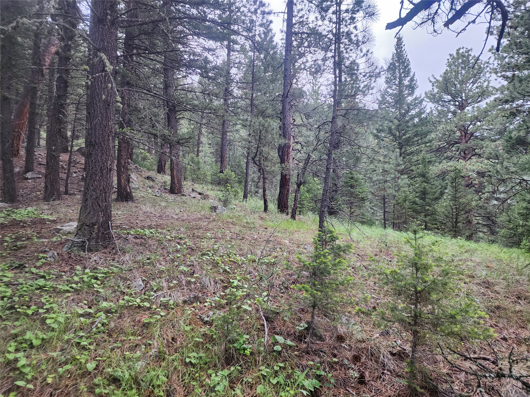 Nhn Upper Sawmill Creek Lane Property Photo 17
