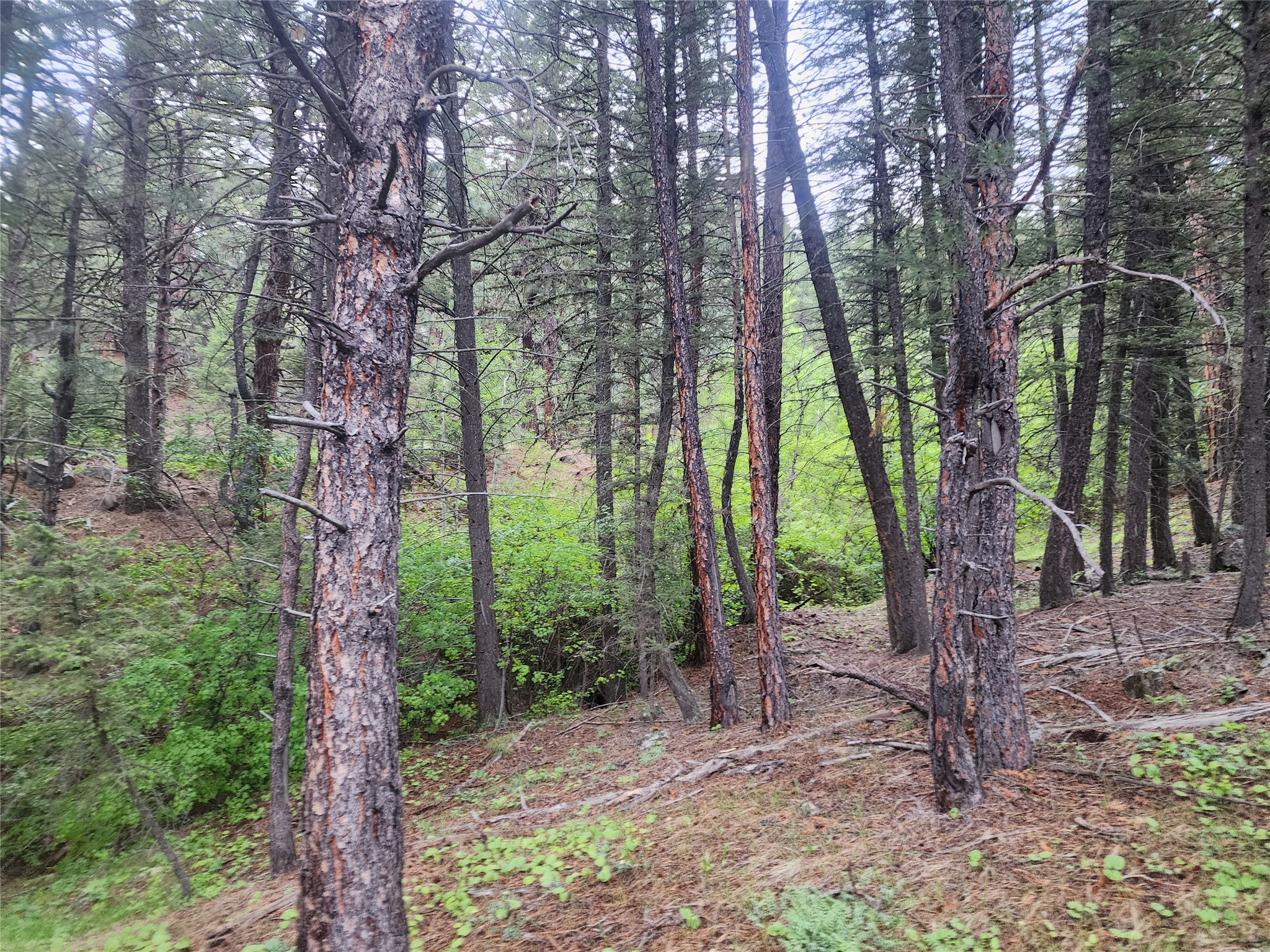 Nhn Upper Sawmill Creek Lane Property Photo 19