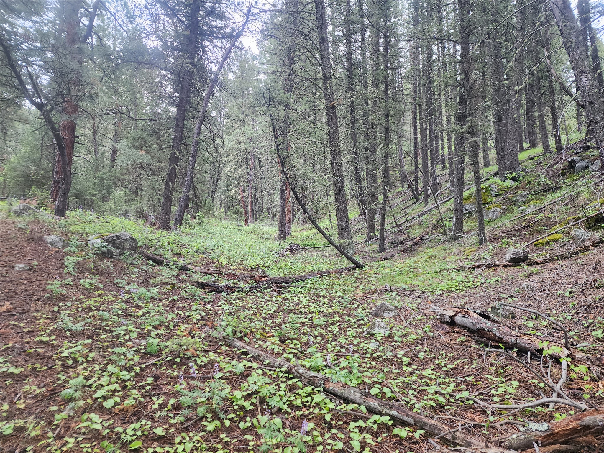 Nhn Upper Sawmill Creek Lane Property Photo 21