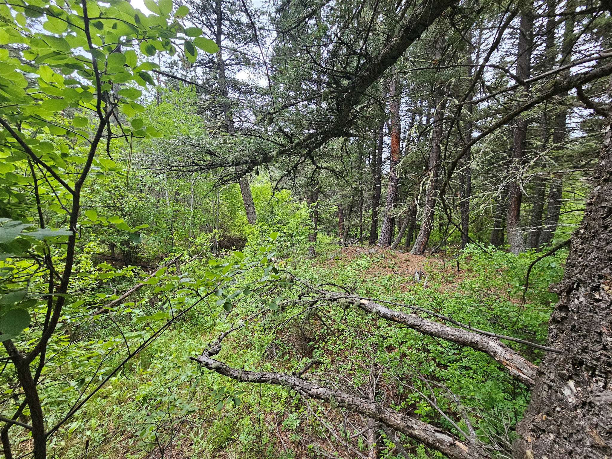 Nhn Upper Sawmill Creek Lane Property Photo 28