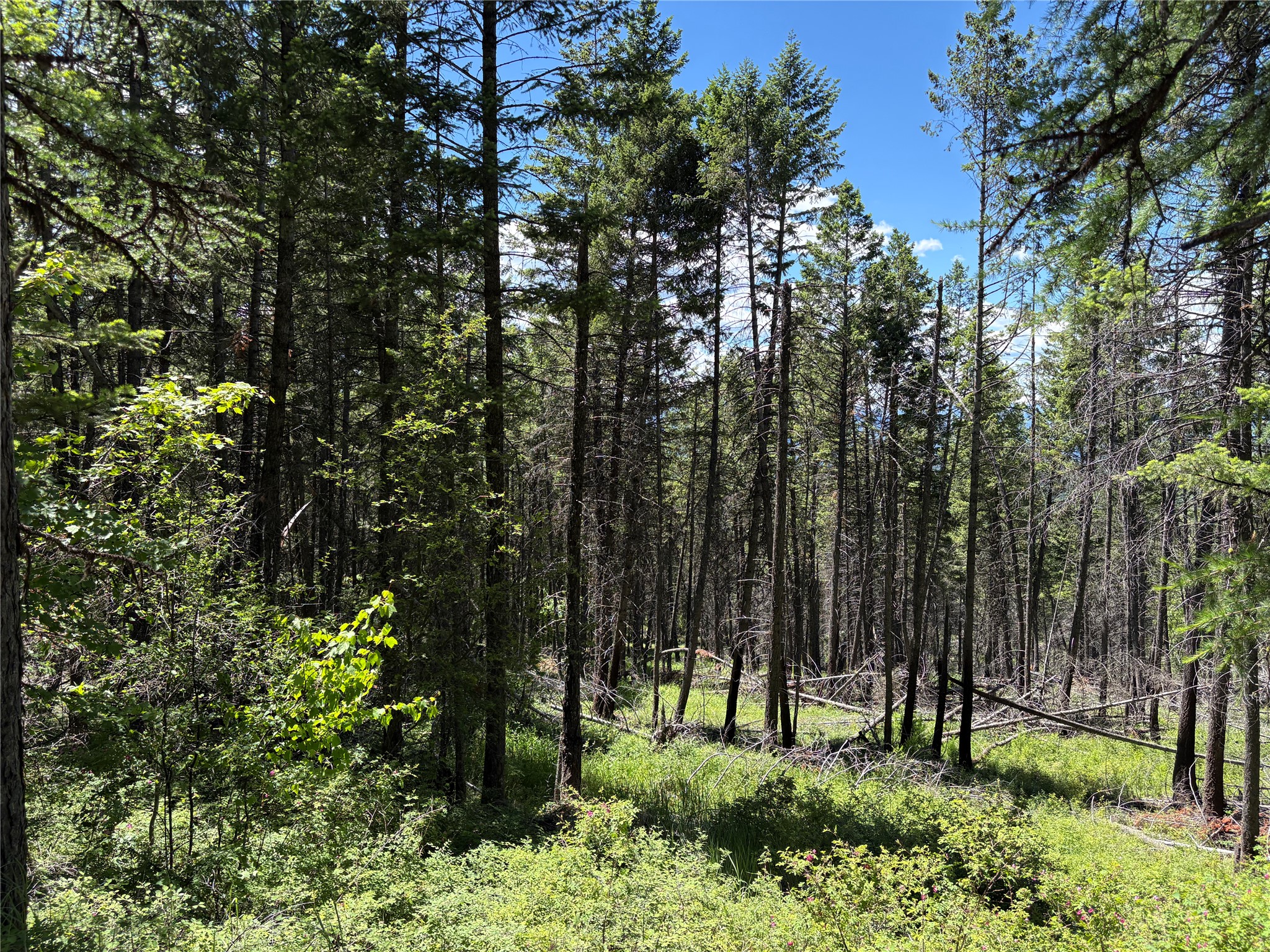 8025 Therriault Pass Road Property Photo 4