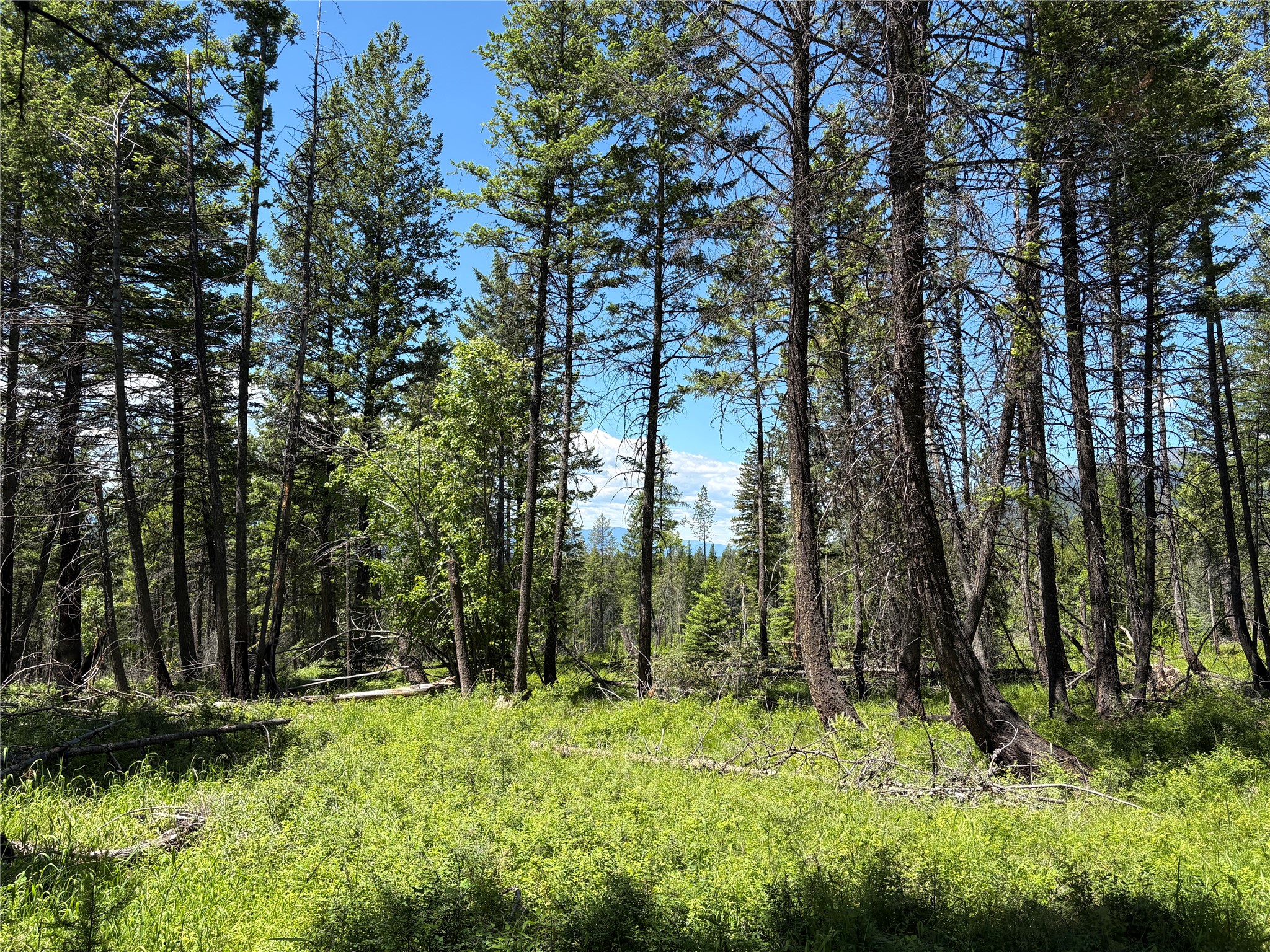 8025 Therriault Pass Road Property Photo 10