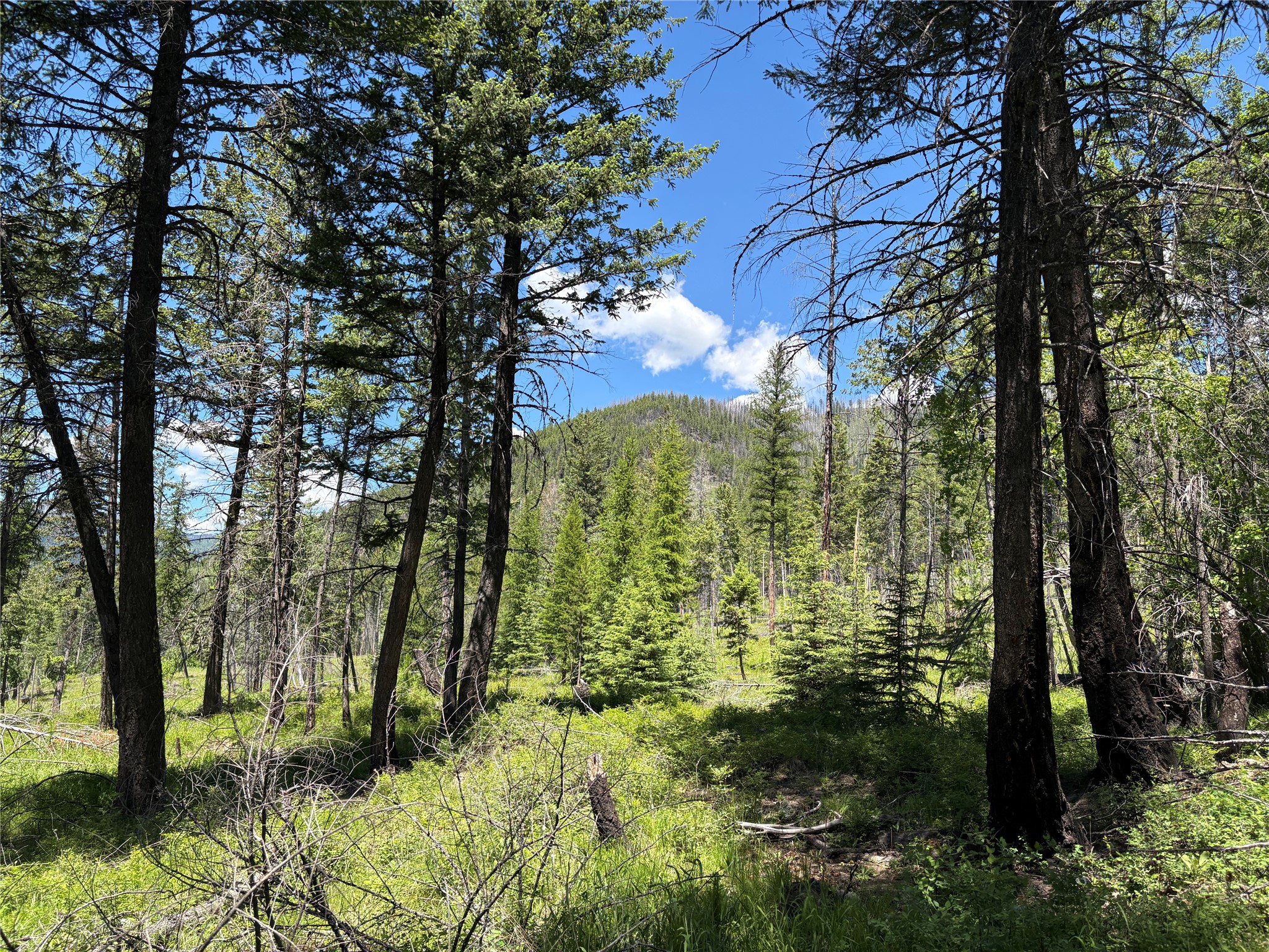 8025 Therriault Pass Road Property Photo 13