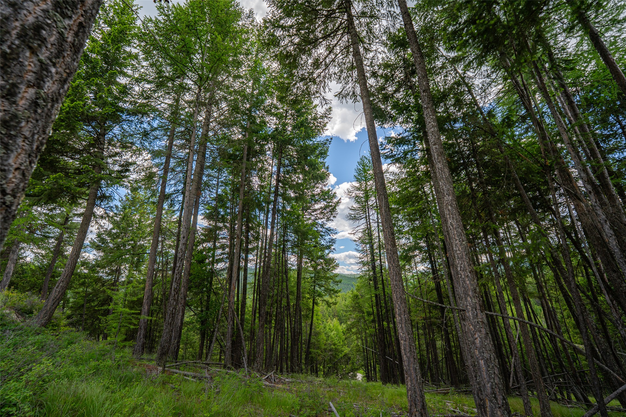 2342 Sirius View Property Photo 46