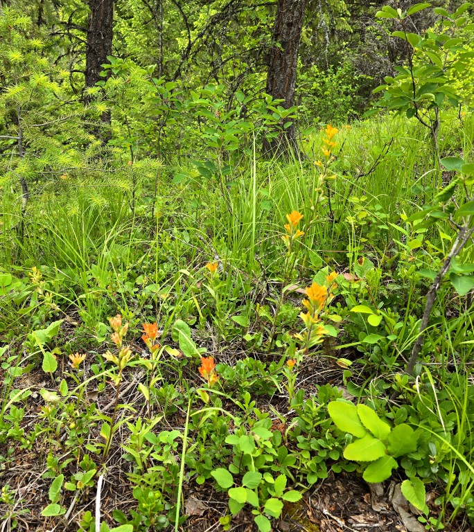 4577 Quartz Creek Road Property Photo 16