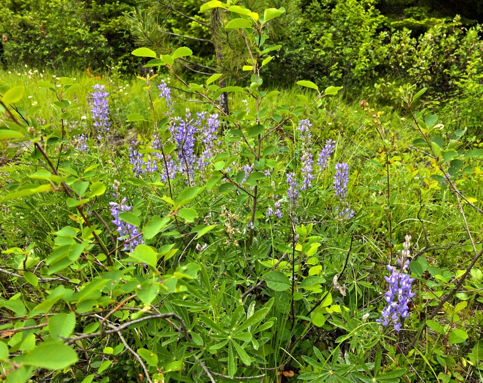 4577 Quartz Creek Road Property Photo 18