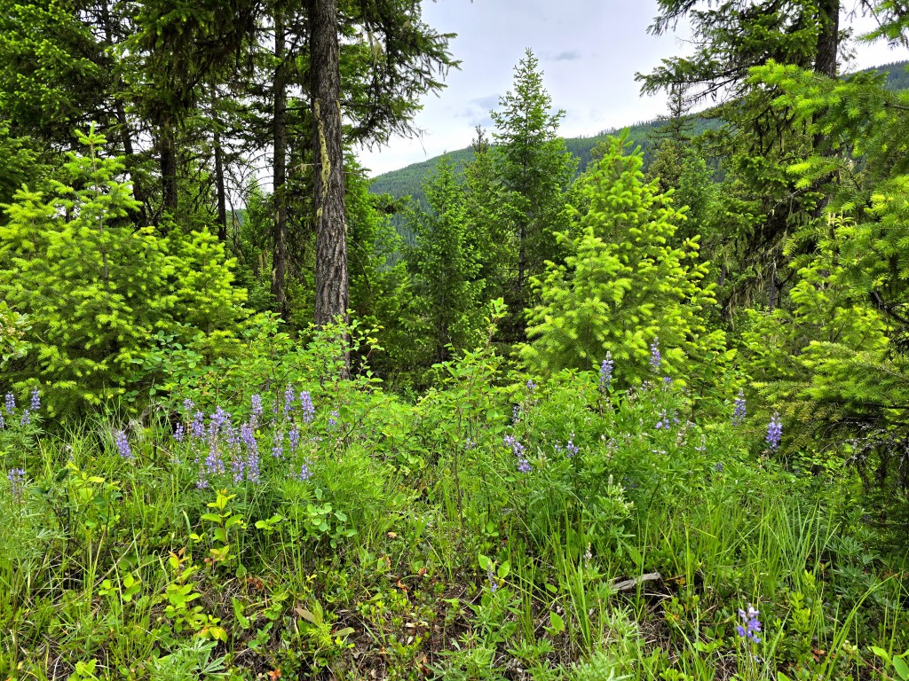 4577 Quartz Creek Road Property Photo 20