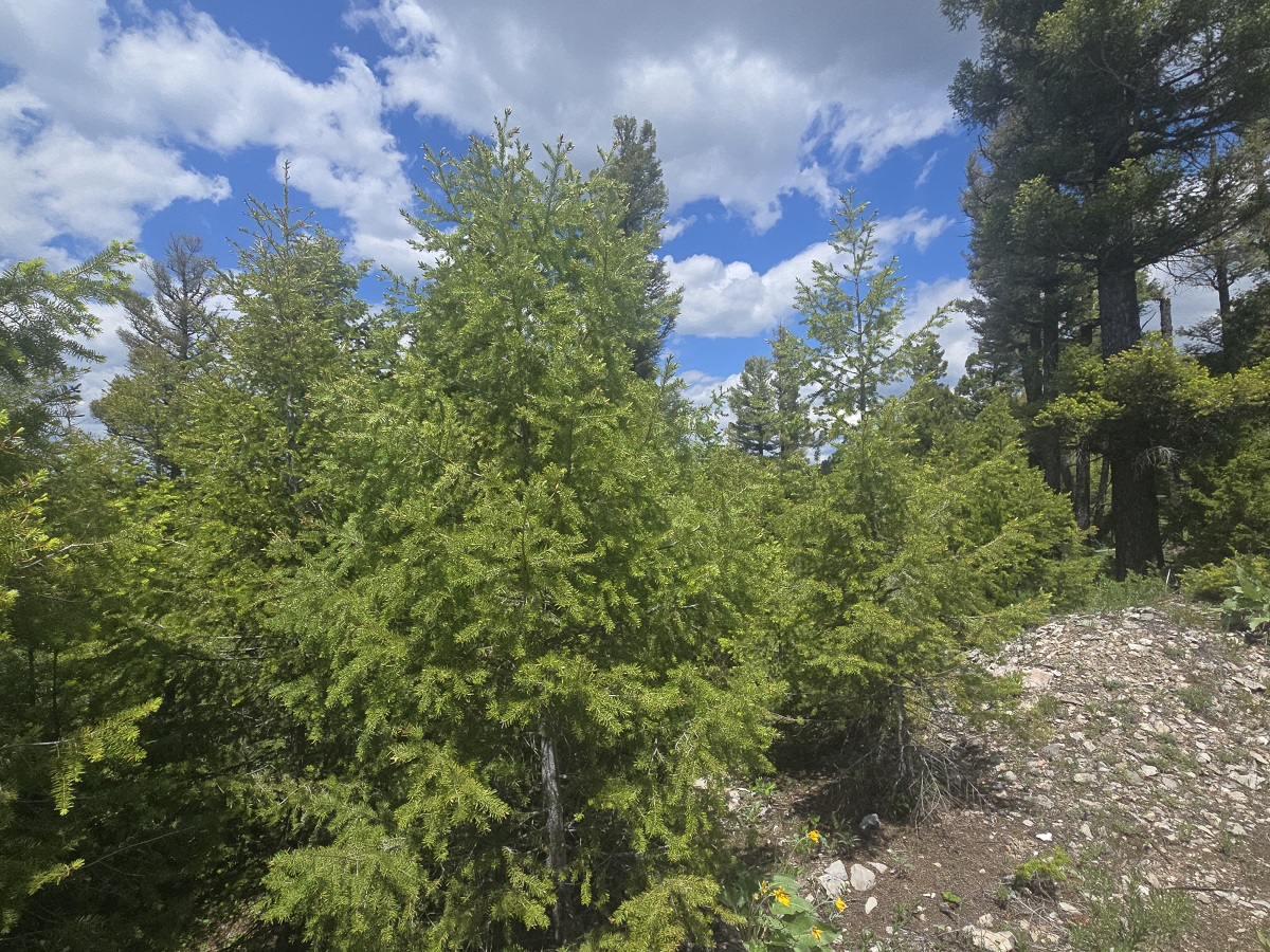 2 Big Sky Ridge Road Property Photo 7