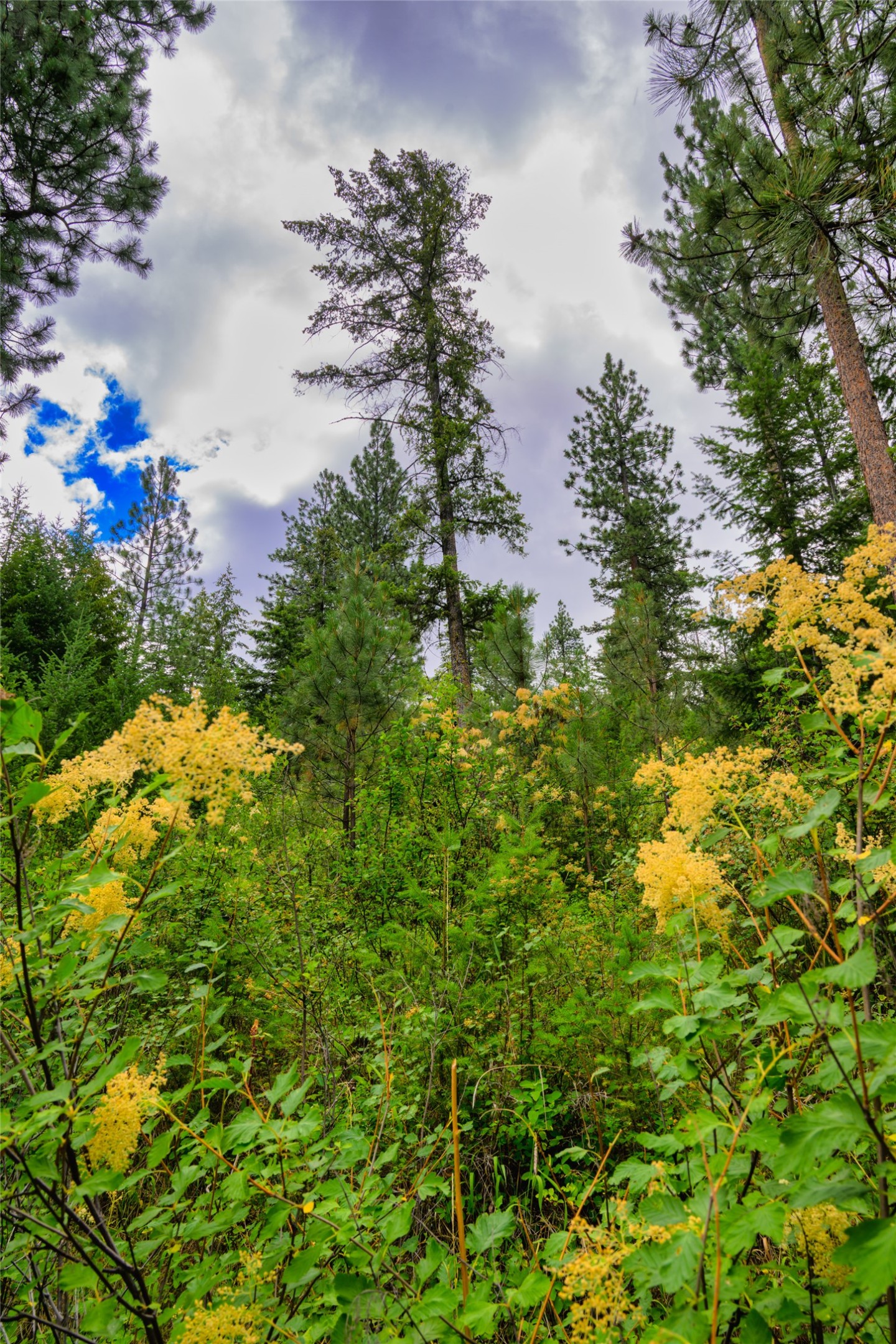 Lot 29 Bighorn Bluff Loop Property Photo 23