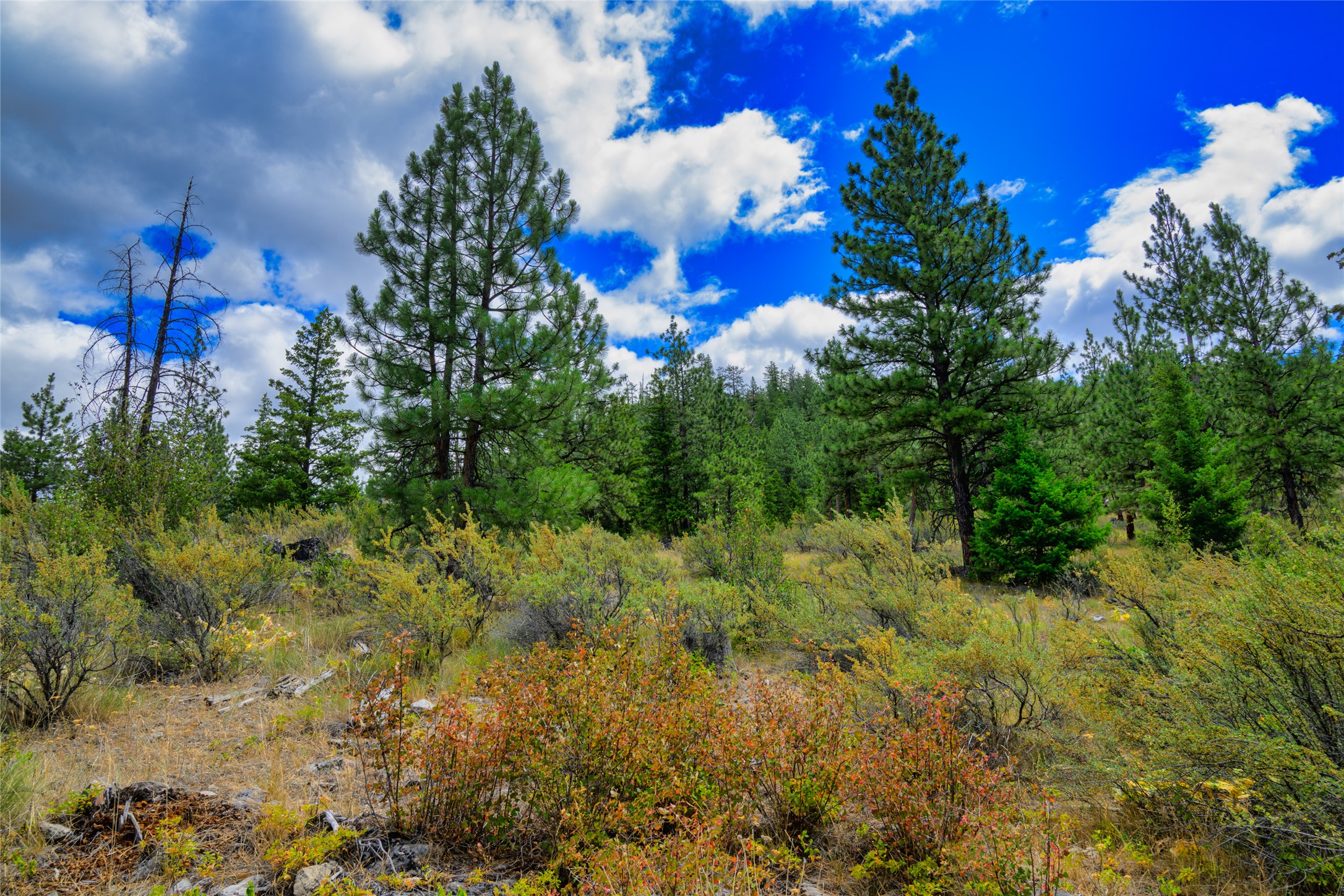 Lot 29 Bighorn Bluff Loop Property Photo 47