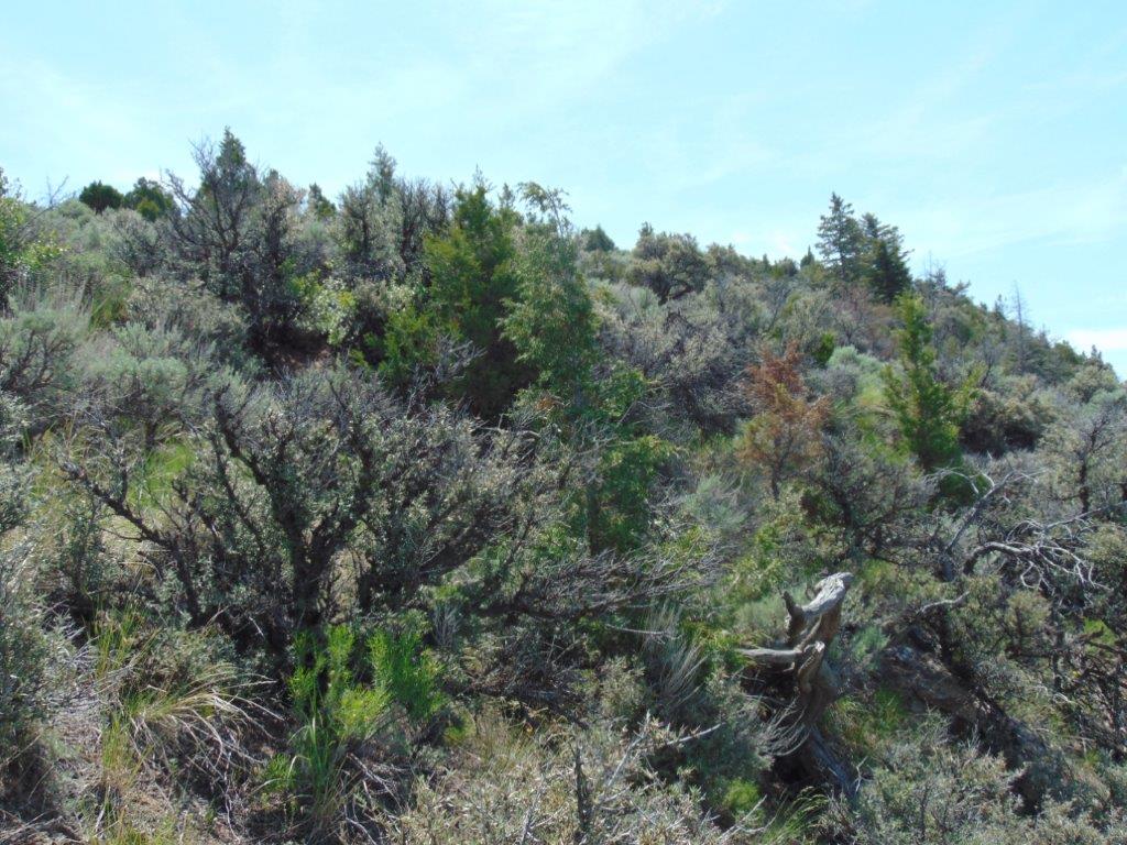 Tbd Lone Wolf Trail Property Photo 19