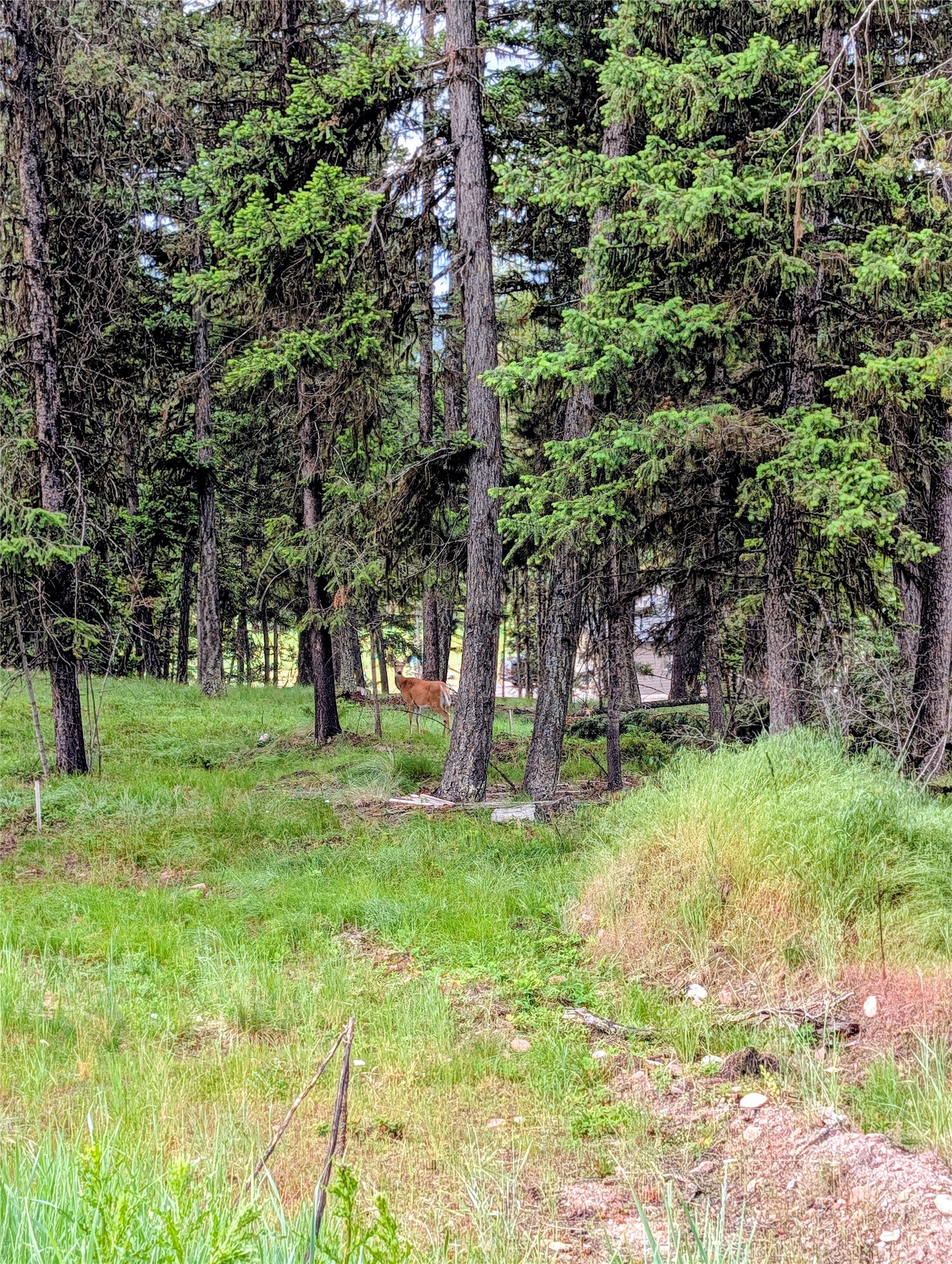 304 Seclusion Point Property Photo 13