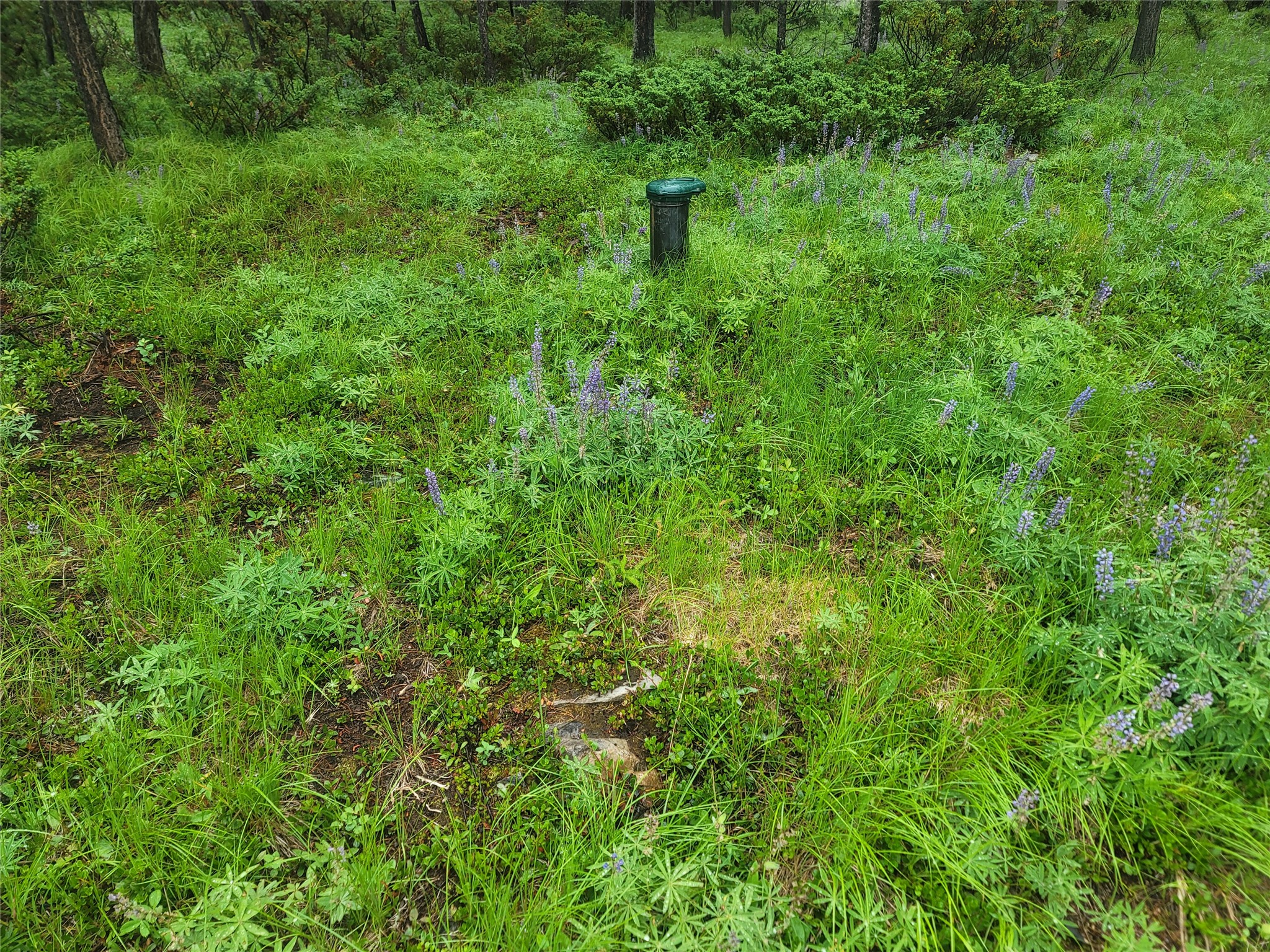 104 Lone Wolf Trail Property Photo 2