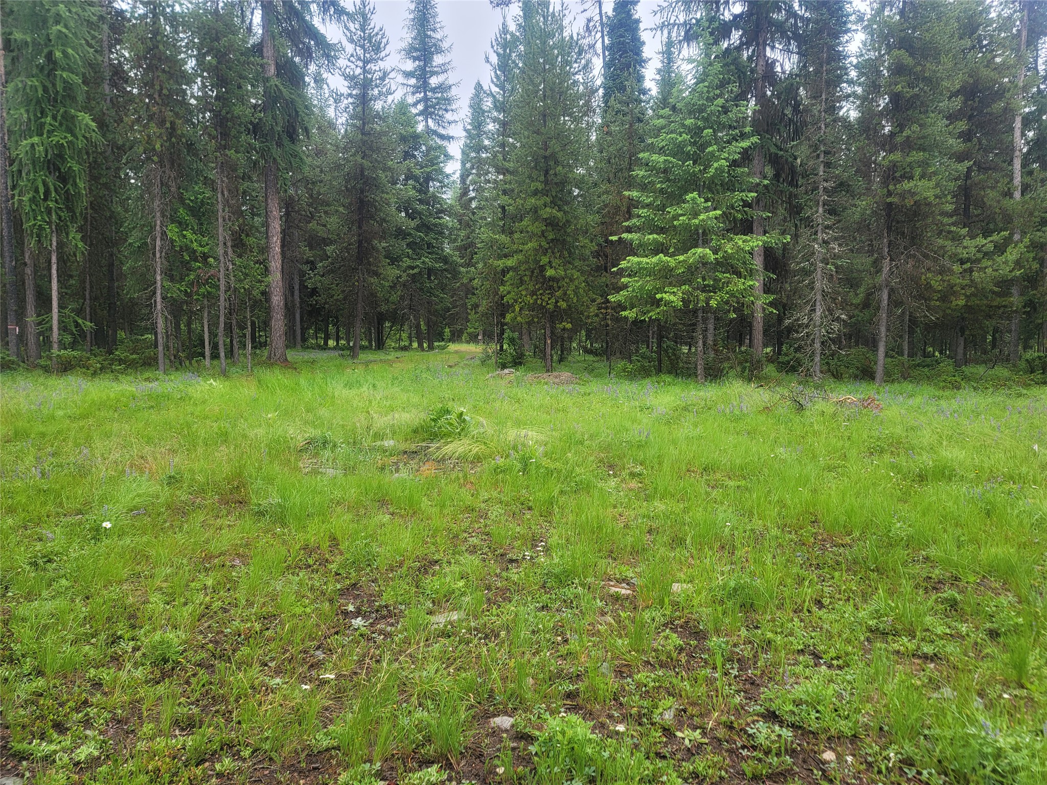 104 Lone Wolf Trail Property Photo 4