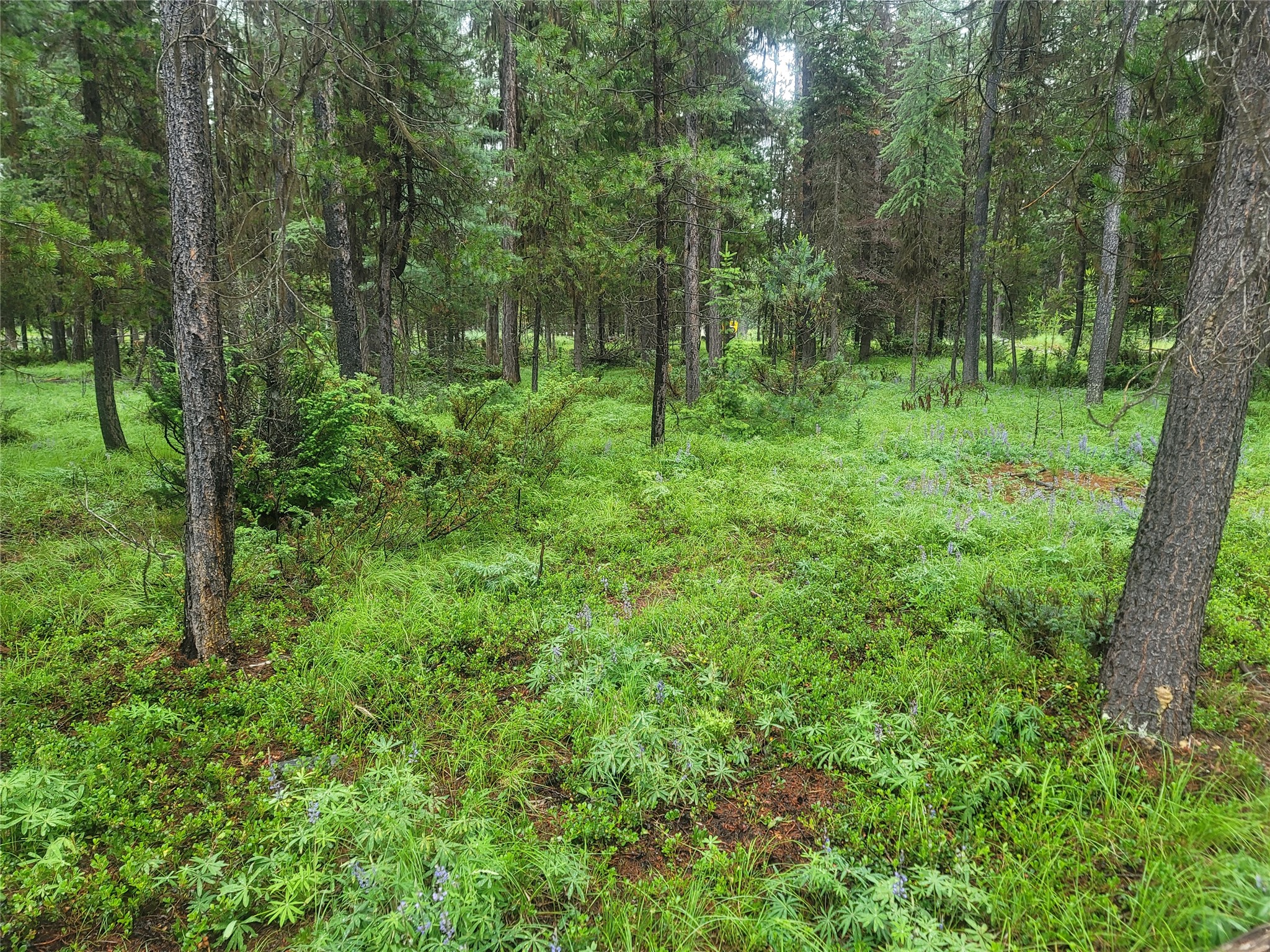 104 Lone Wolf Trail Property Photo 6
