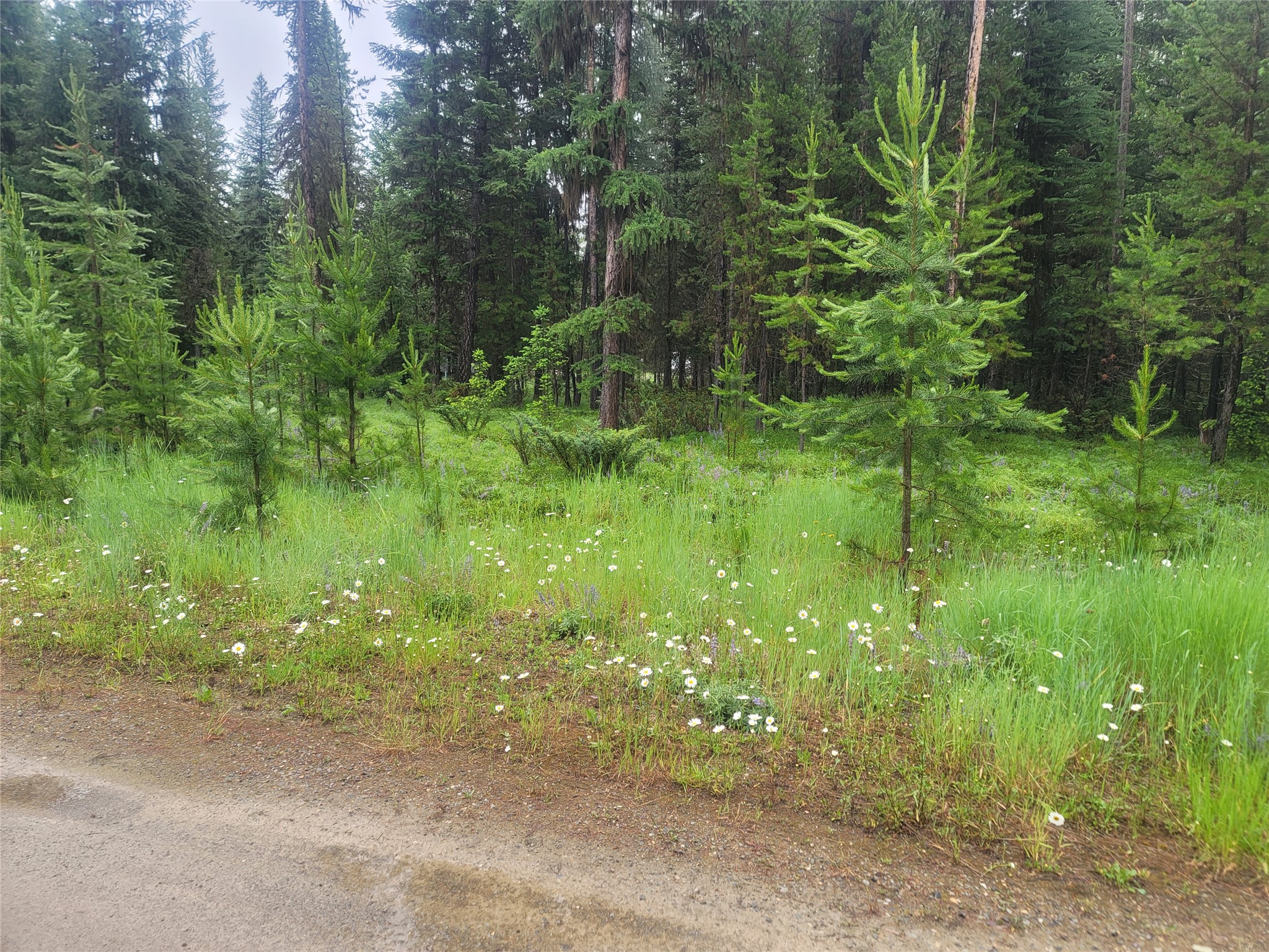 104 Lone Wolf Trail Property Photo 10