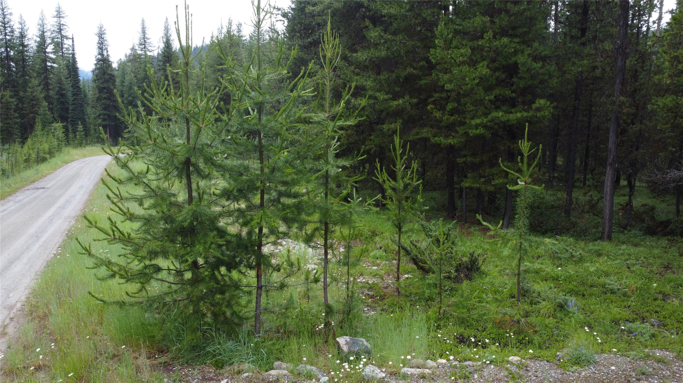104 Lone Wolf Trail Property Photo 47