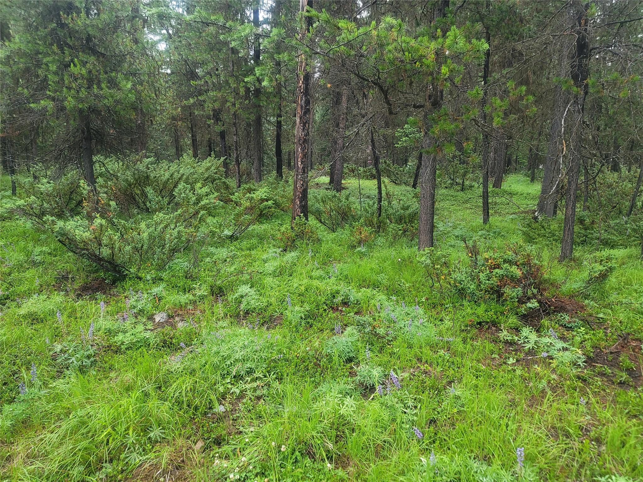 104 Lone Wolf Trail Property Photo 48