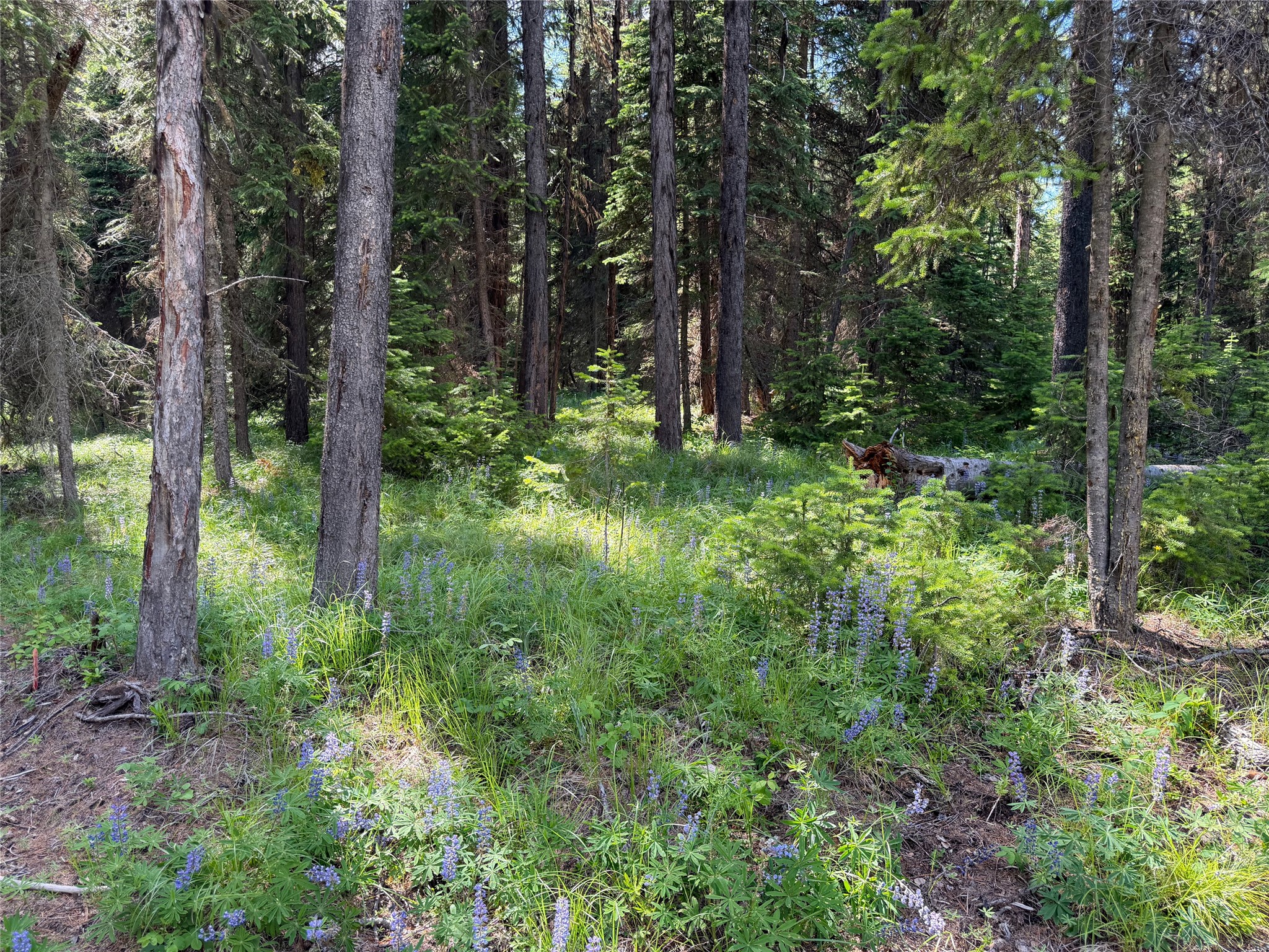 310 Moose Creek Road Property Photo 35