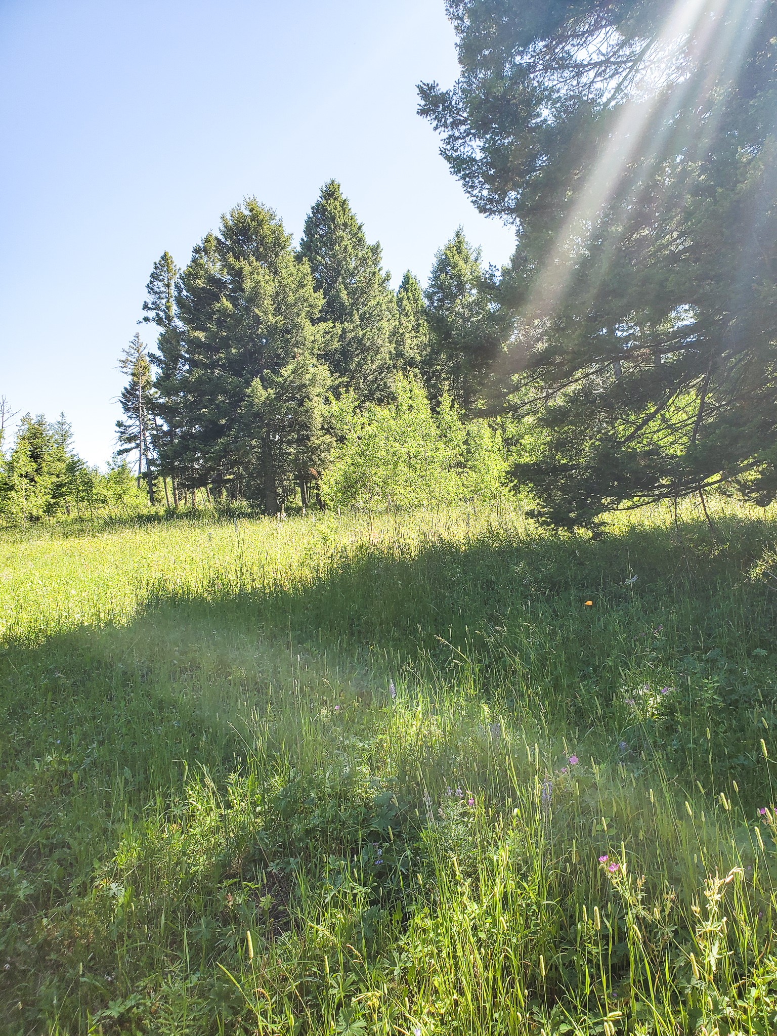 Tbd Upper Deep Creek Property Photo 16