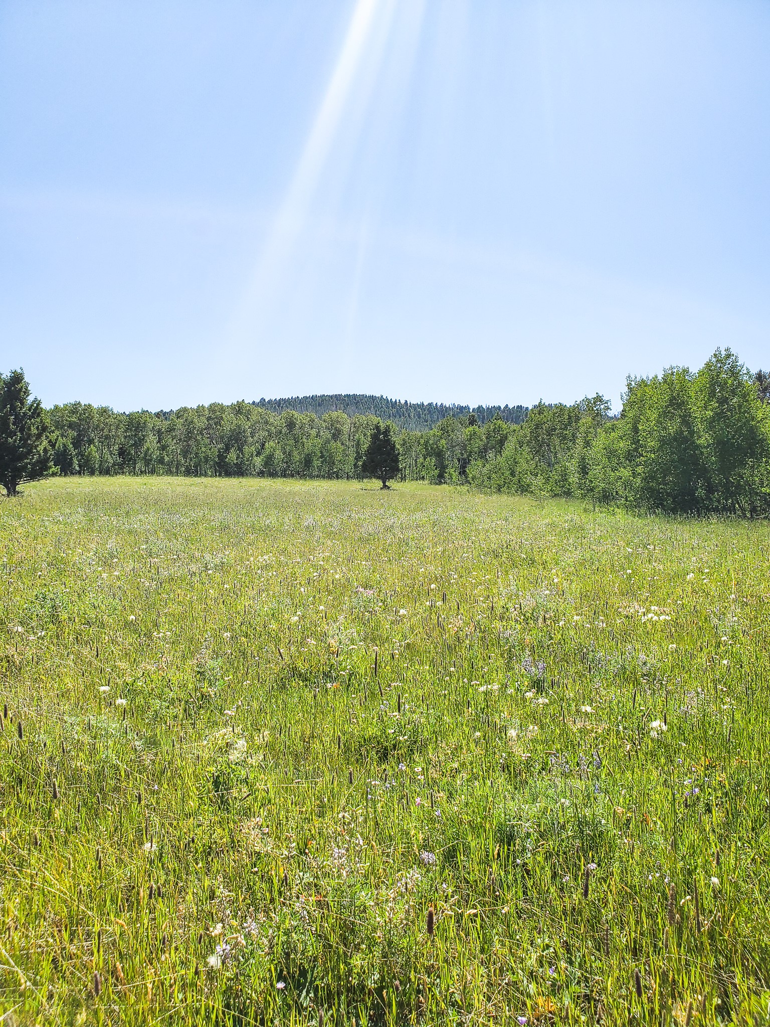Tbd Upper Deep Creek Property Photo 18