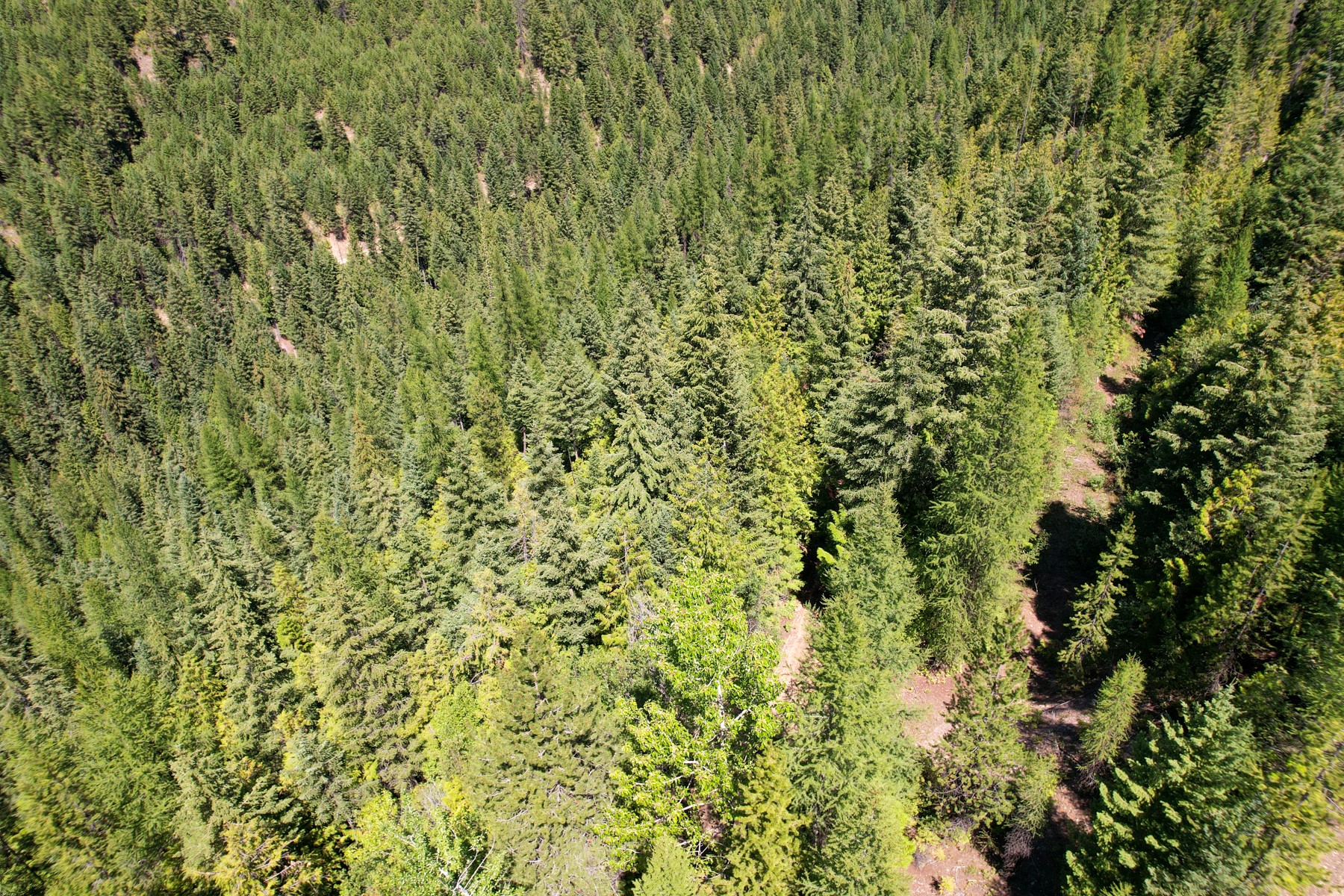 Tract 2 Pardee Flat Road Property Photo 2